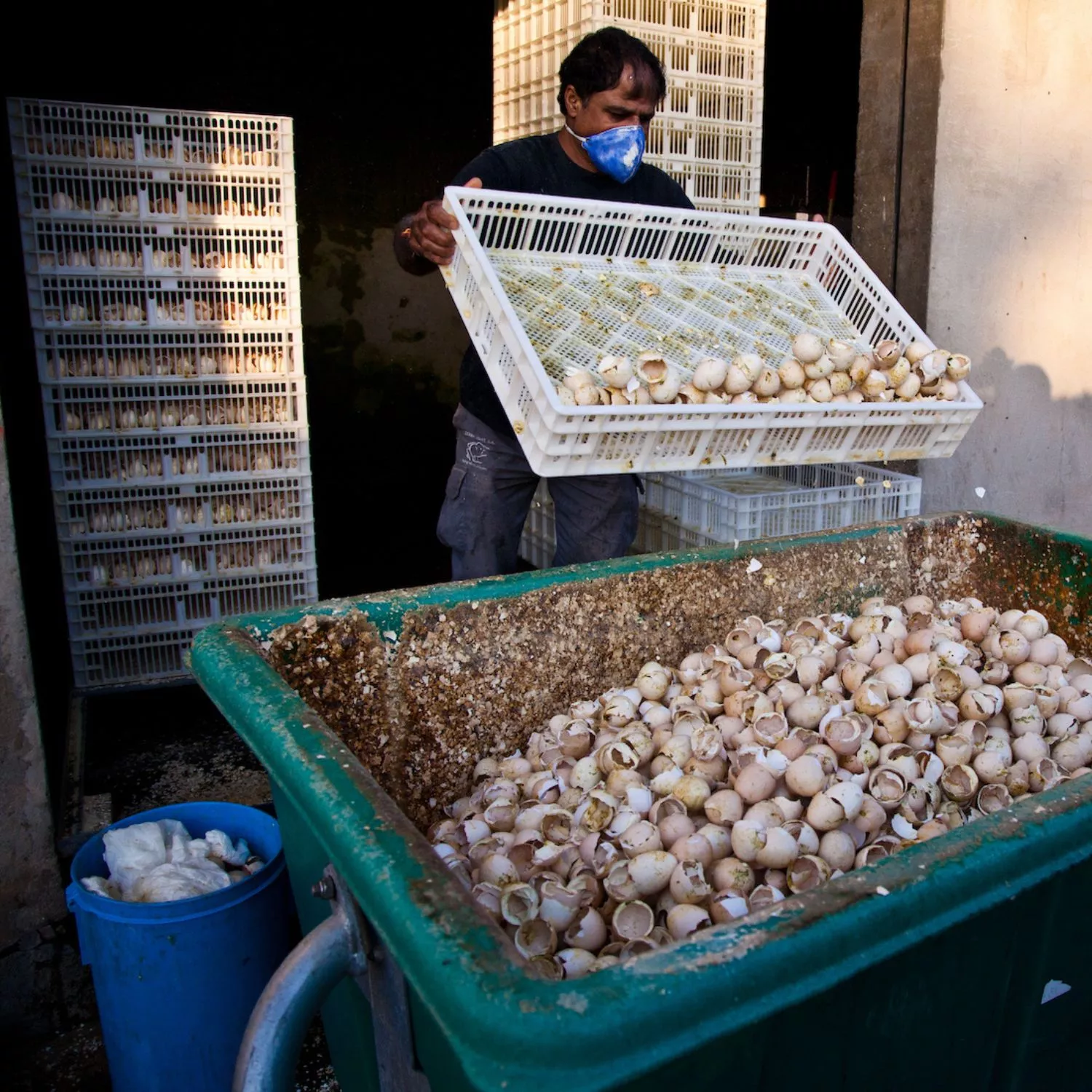 Por el fin de la matanza de pollitos 11