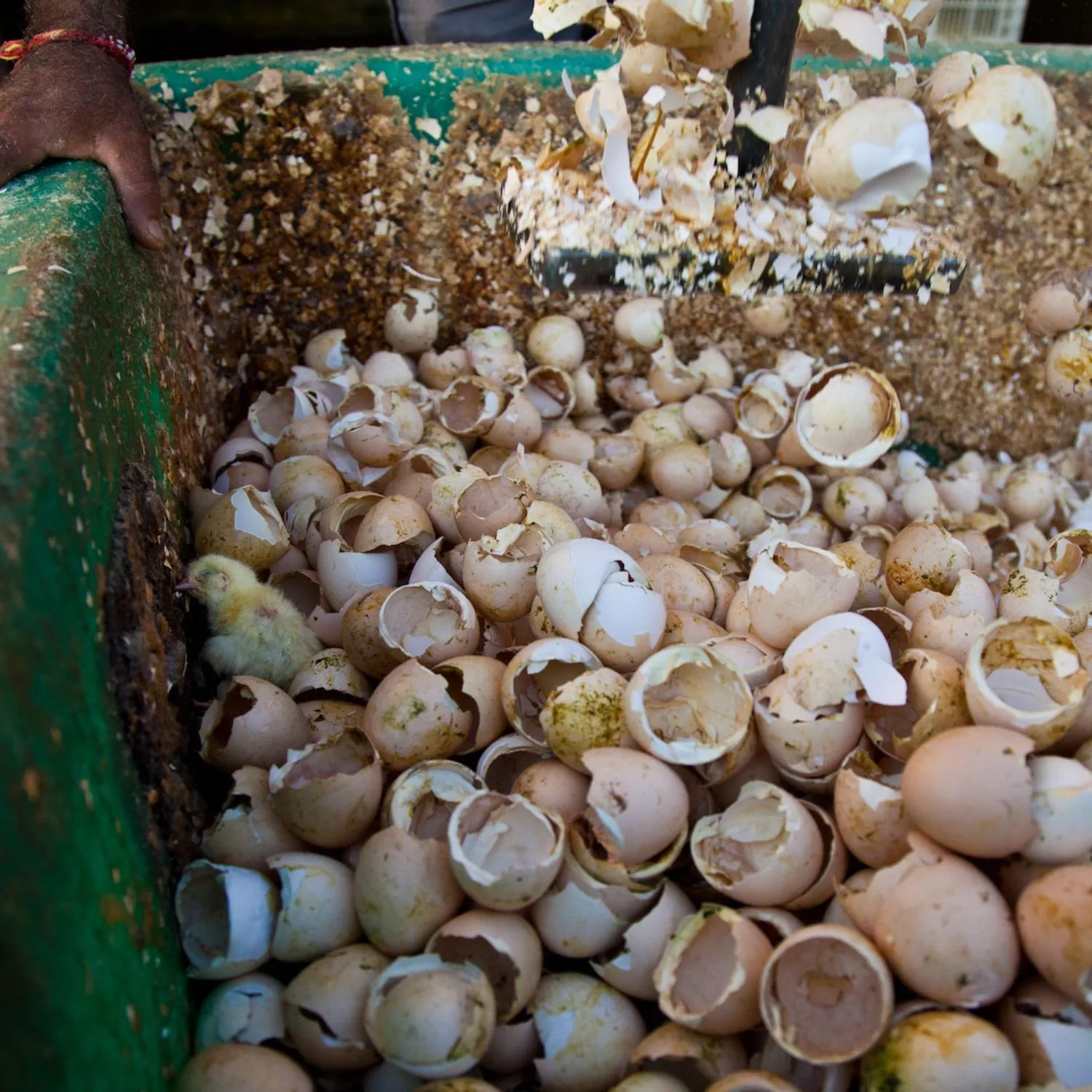 Por el fin de la matanza de pollitos 12