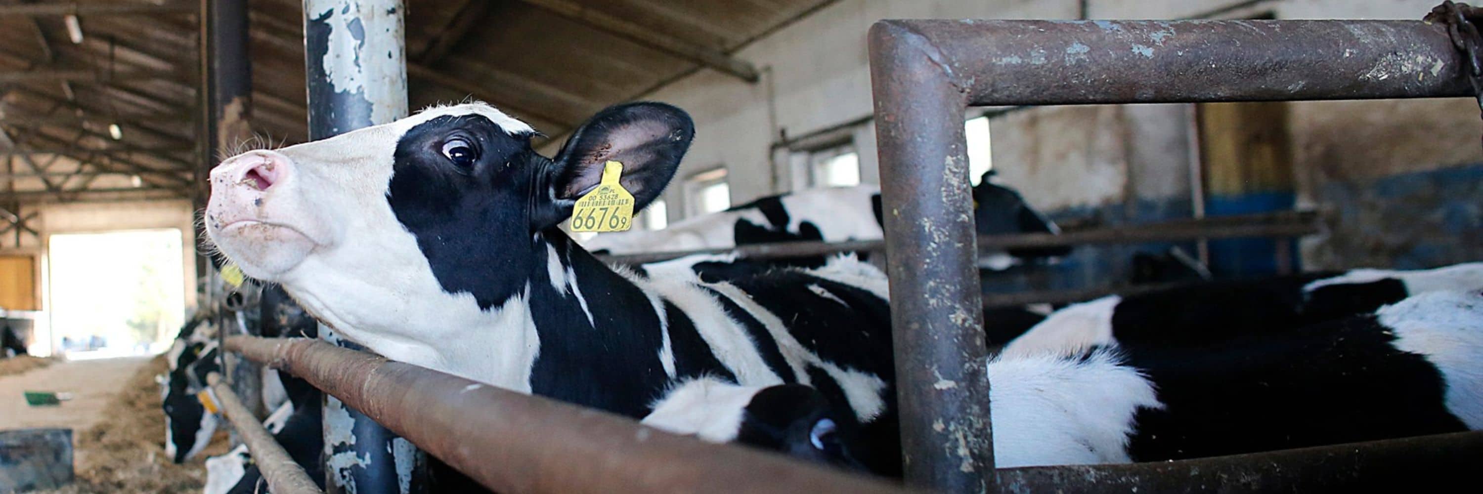 Una vaca mira a la cámara mientras apoya su cabeza sobre la barra de metal del corral del establo de una granja lechera.