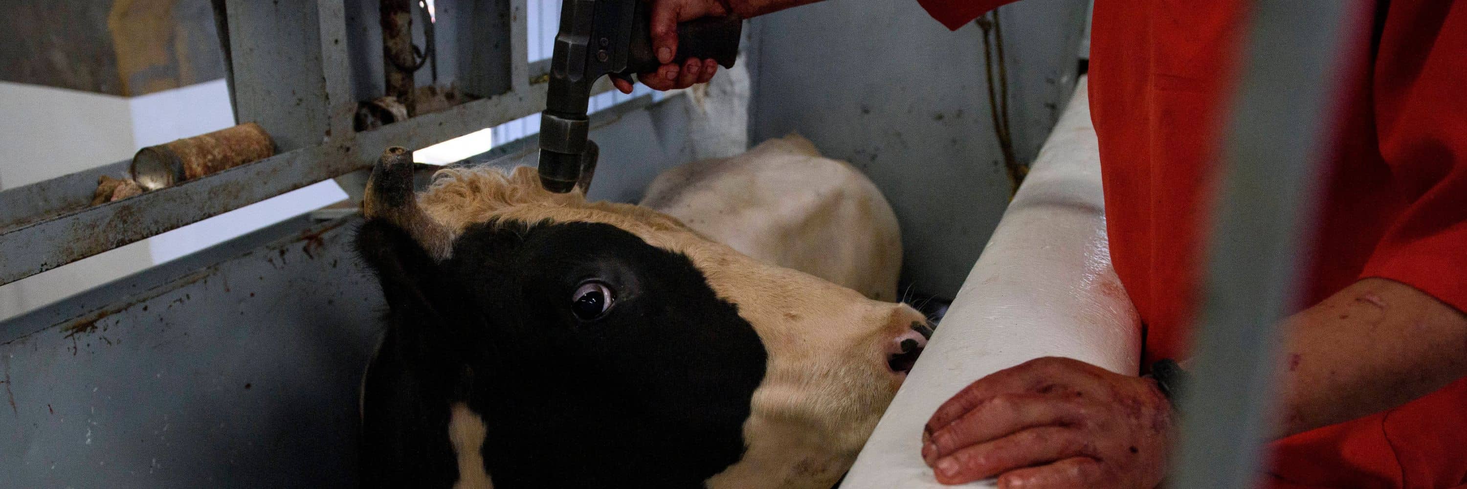 Un operario apunta con una pistola a una vaca en la cabeza.