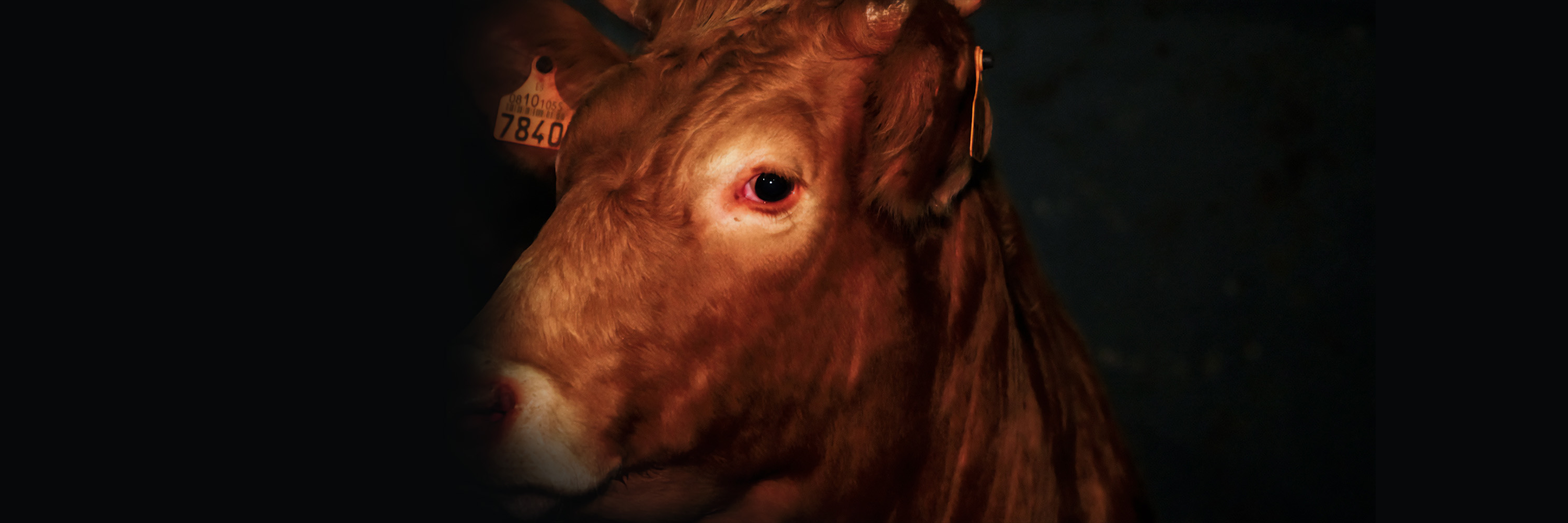 Vaca 7840, que fue exportada viva de España y degollada en un matadero halal en Líbano.