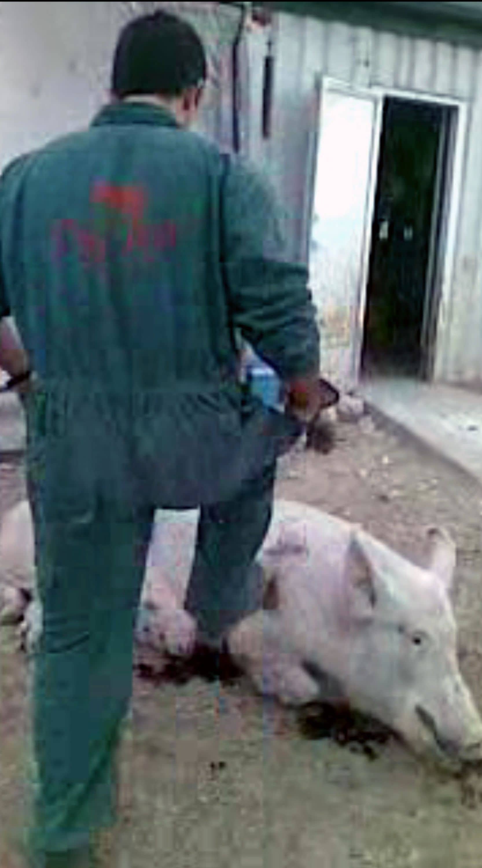 En un acto de crueldad y sadismo, un operario de la granja El Escobar se ensaña con una cerda pateándole la herida que le acaba de provocar con una espada.