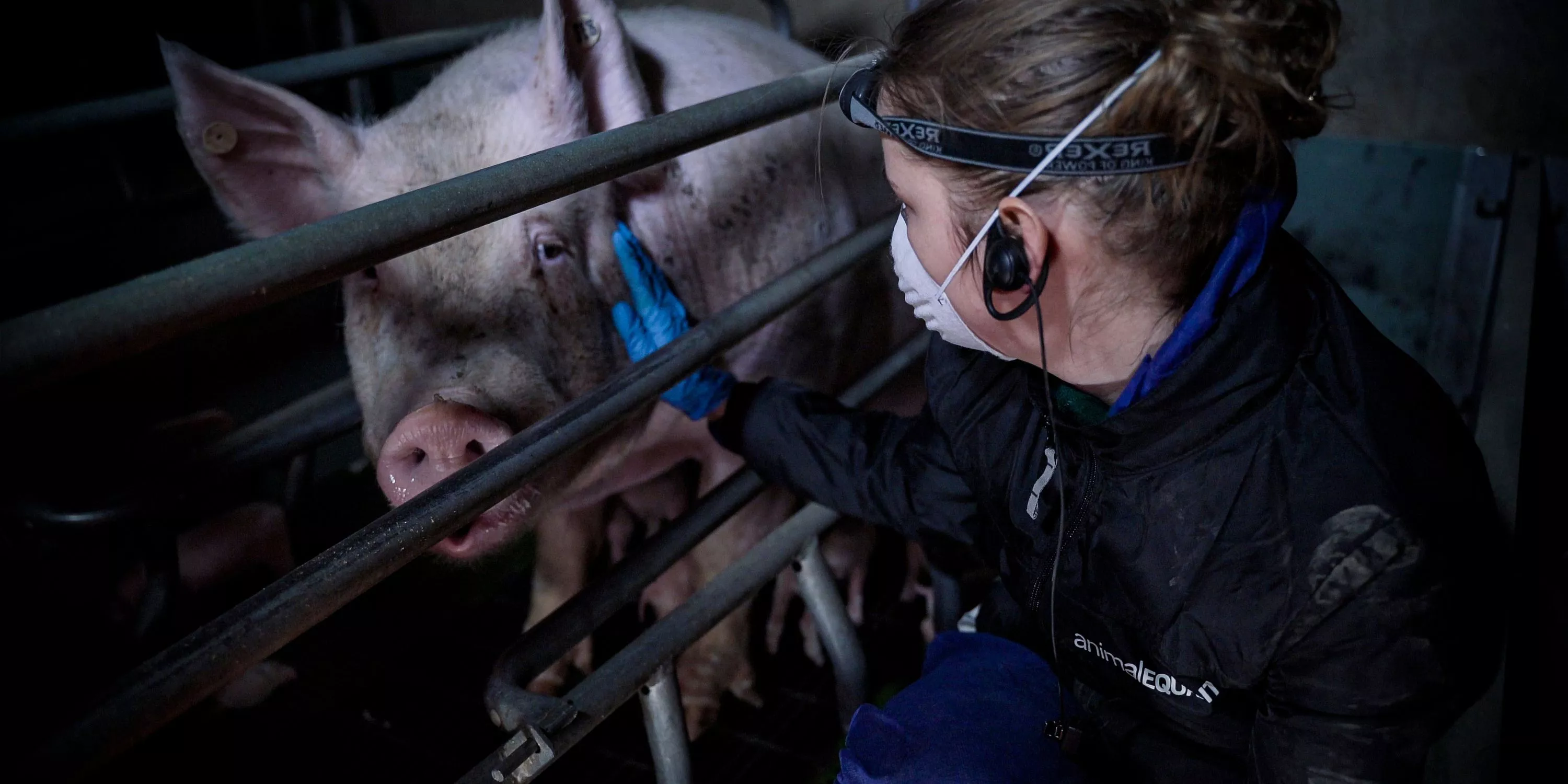 Investigadora de Igualdad Animal, toca con su mano con ternura a una cerda que permanece entre barrotes en una jaula de gestación en una granja.