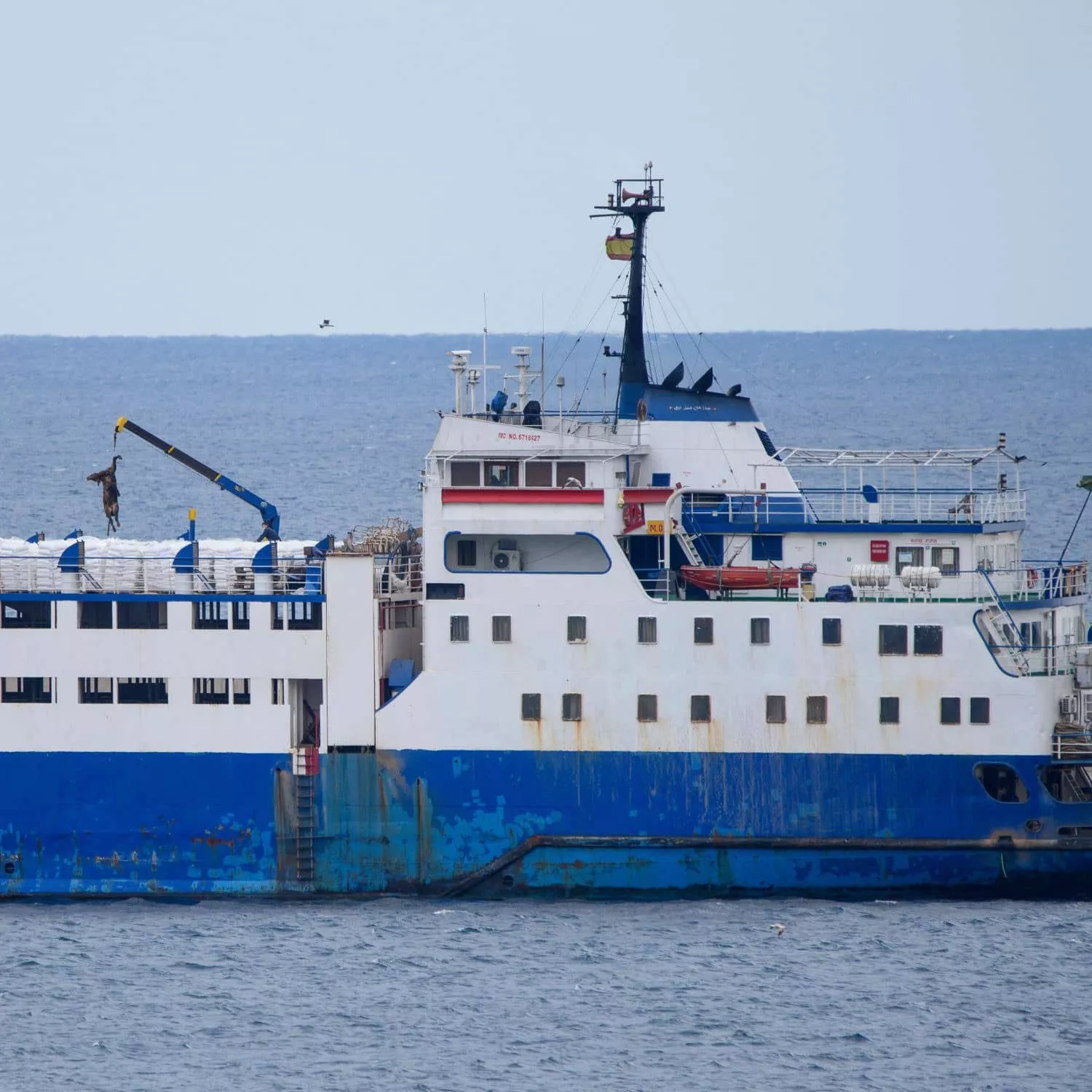 ¿Animales sin orejas en las playas?