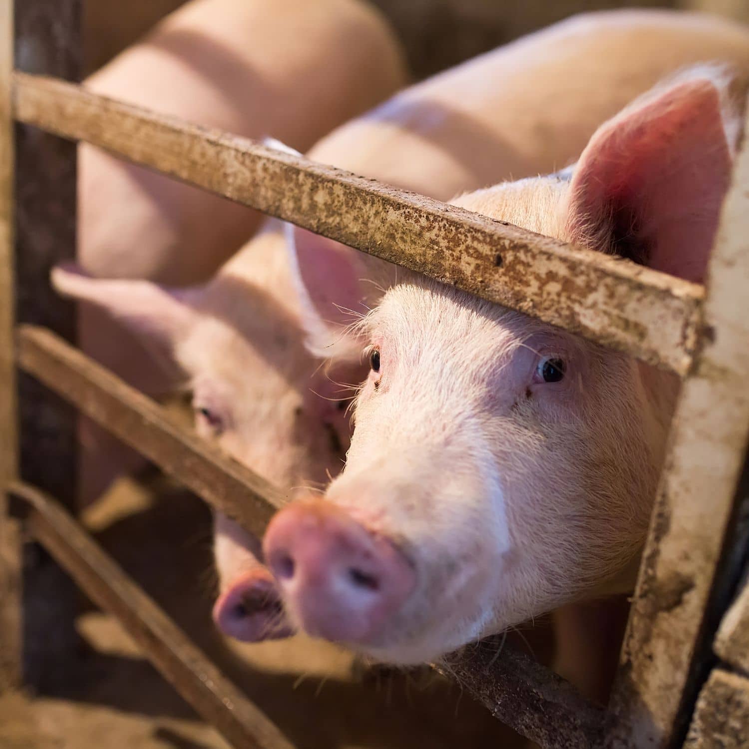 Un cerdo mira a la cámara a través de los barrotes de un corral de una granja industrial.