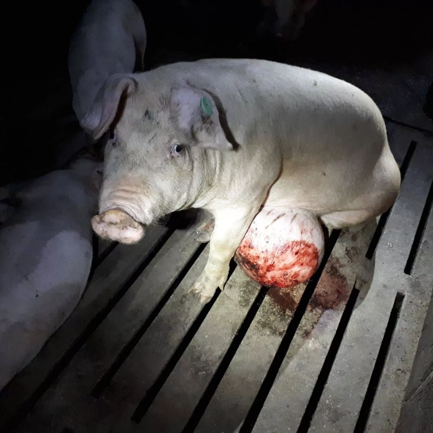 ¡Indignante! Maltratadores de animales libres