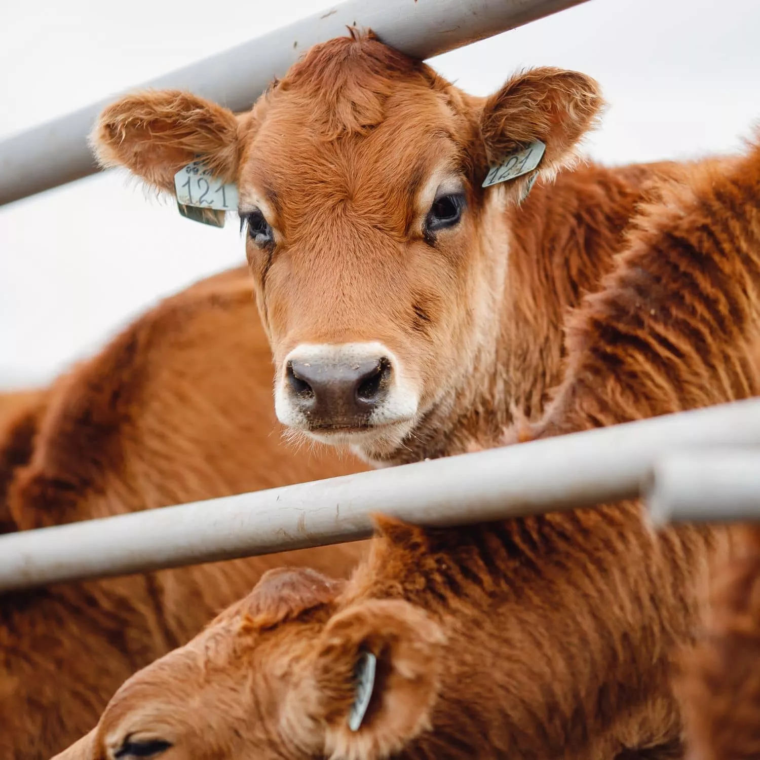 Histórico: Reino Unido prohíbe la exportación de animales vivos
