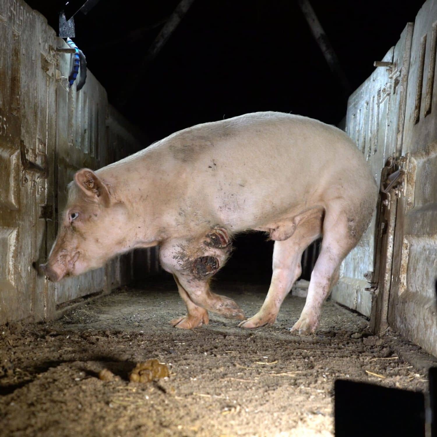 Cerdo con una herida grande en la pata izquierda en la granja grabada por Igualdad Animal junto a Jordi Évole y su equipo de Salvados.