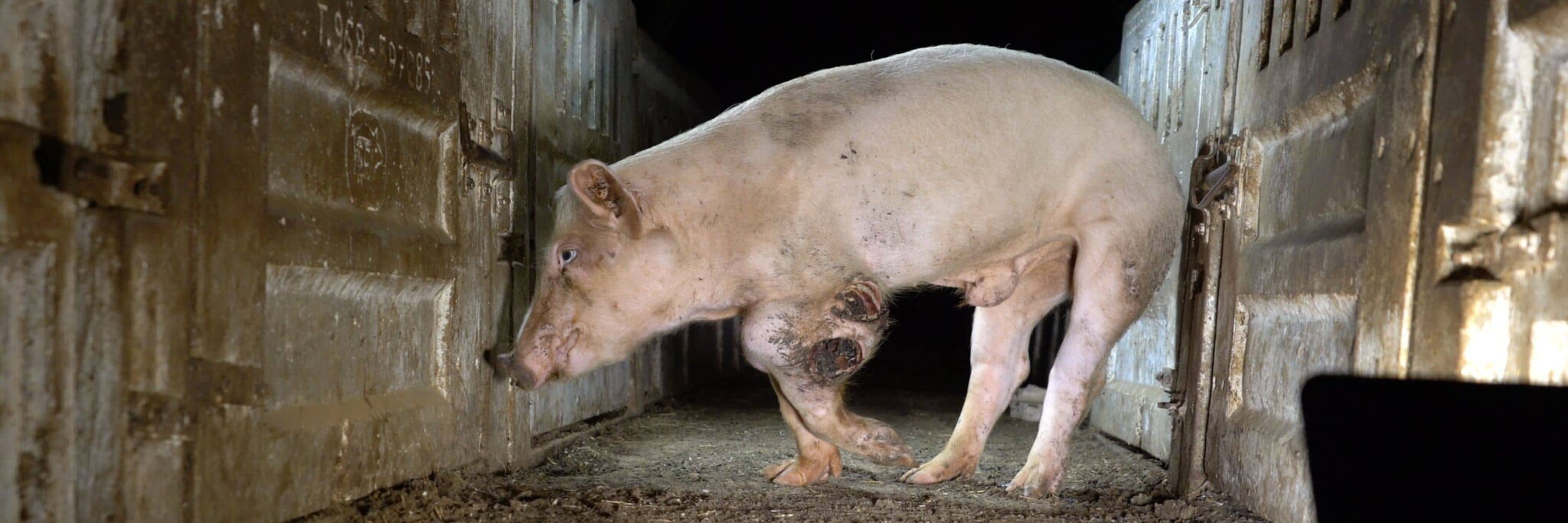 Cerdo con una herida grande en la pata izquierda en la granja grabada por Igualdad Animal junto a Jordi Évole y su equipo de Salvados.