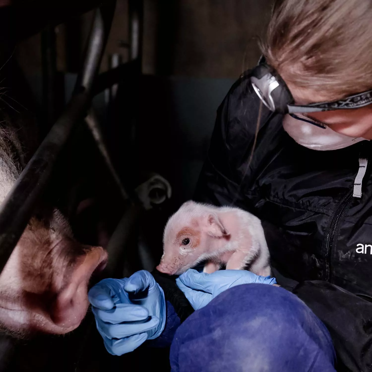 Investigadora abraza a un lechón frente a su madre que está atrapada en una jaula de gestación en una granja intensiva