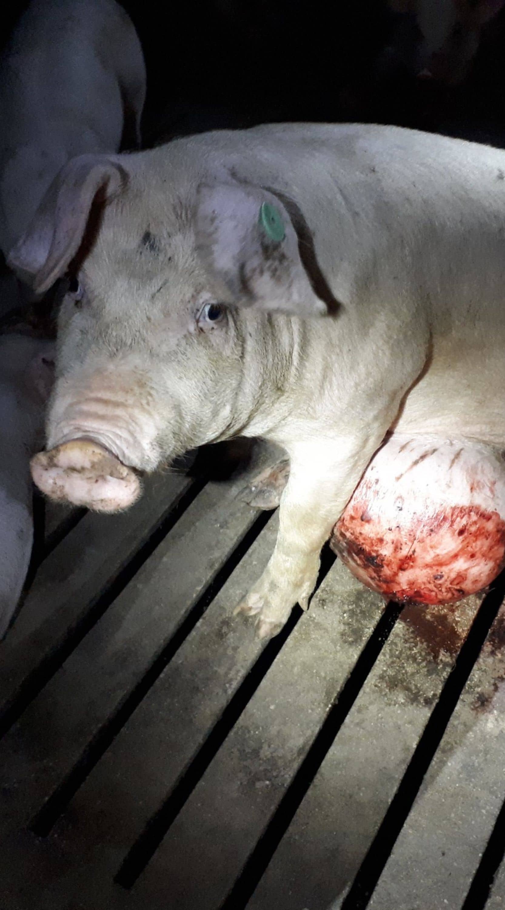 Cerdo con un absceso gigante mira a la cámara durante el reportaje de Igualdad Animal y Jordi Évole y su equipo de Salvados.