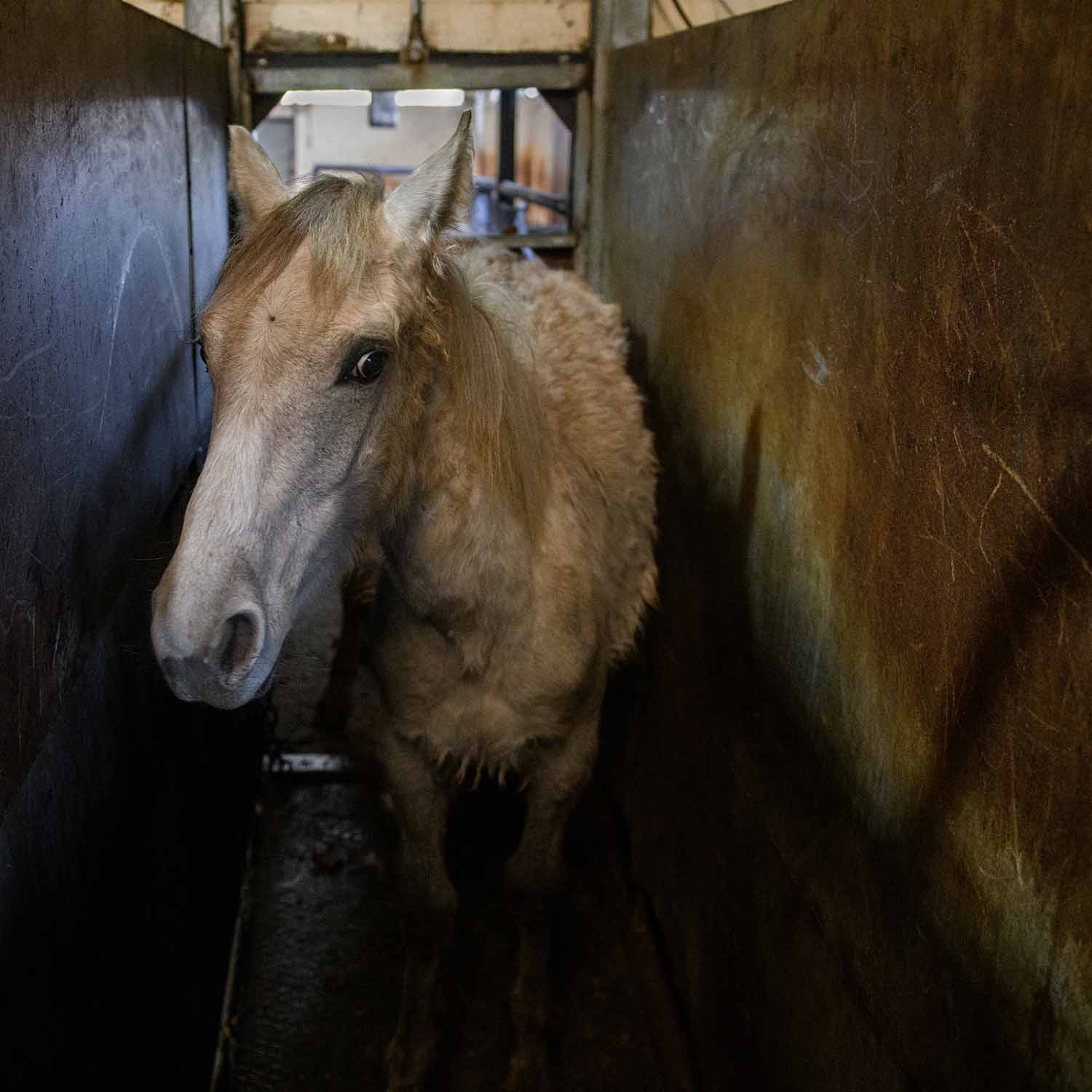 Caballo en el cajón de aturdimiento de un matadero