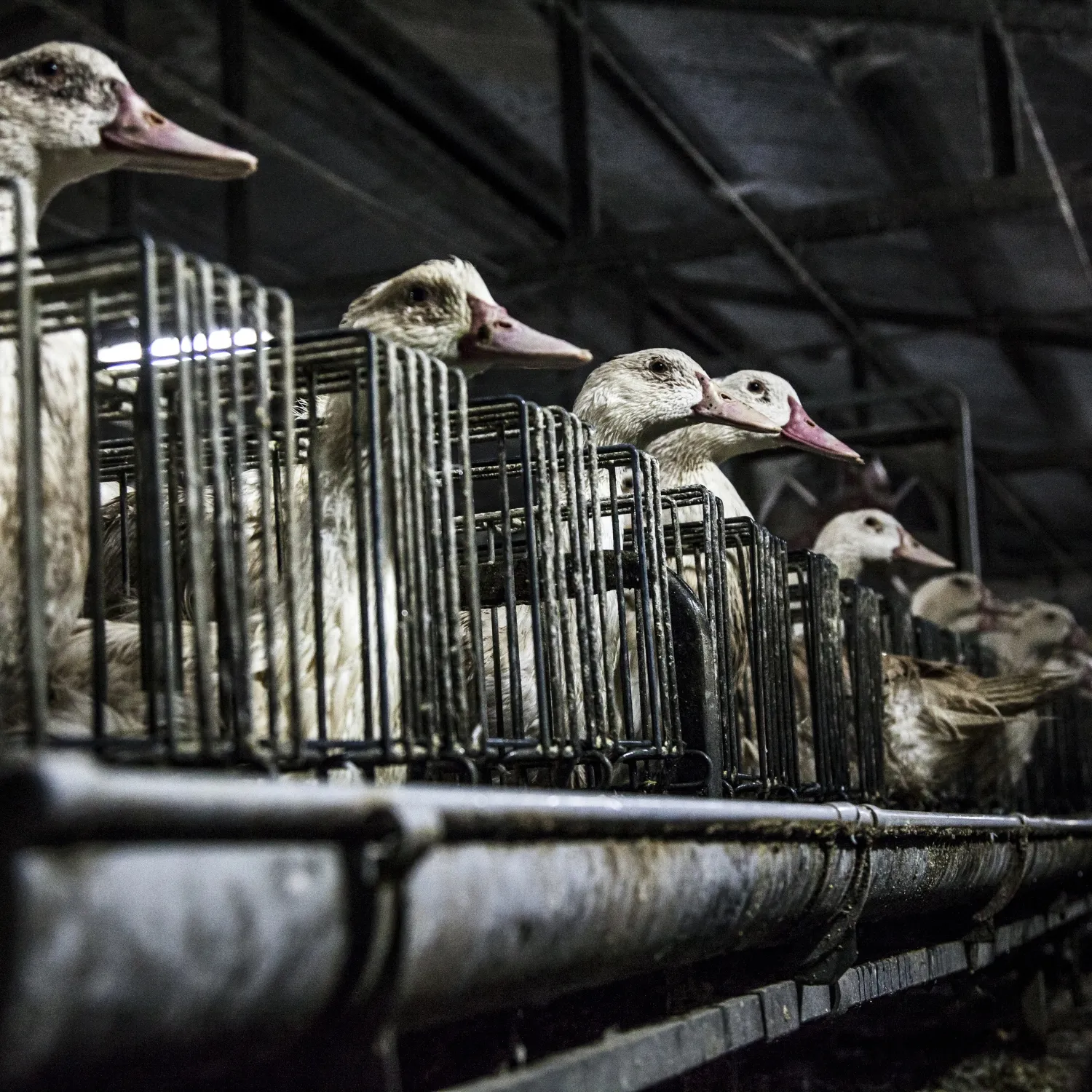 Patos encerrados en jaulas en una granja de producción de foie gras