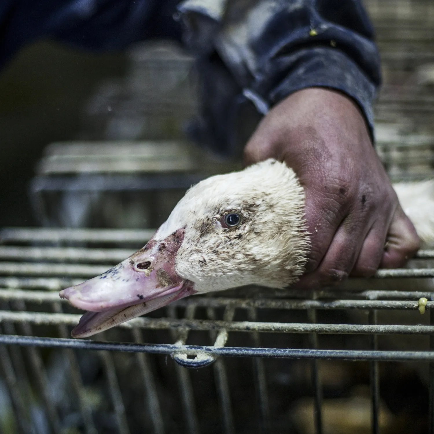 Pato en un matadero durante la producción de foie gras
