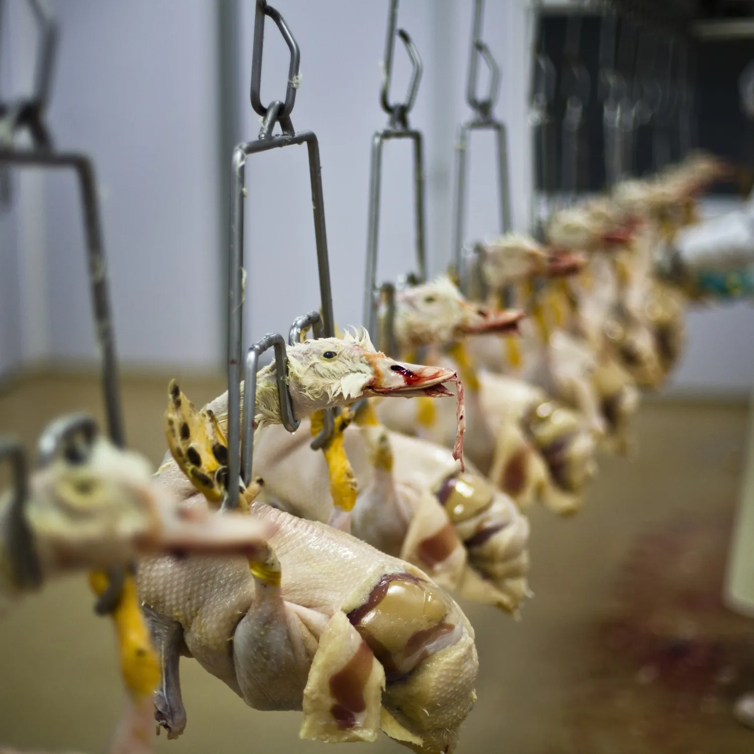 Patos colgados en una granja industrial de foie gras.