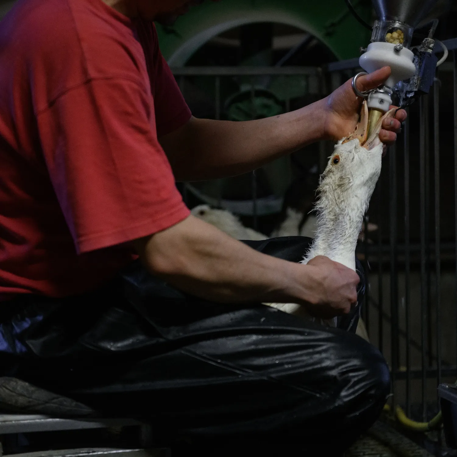 pato siendo sometido al proceso de alimentación forzada para producir foie gras