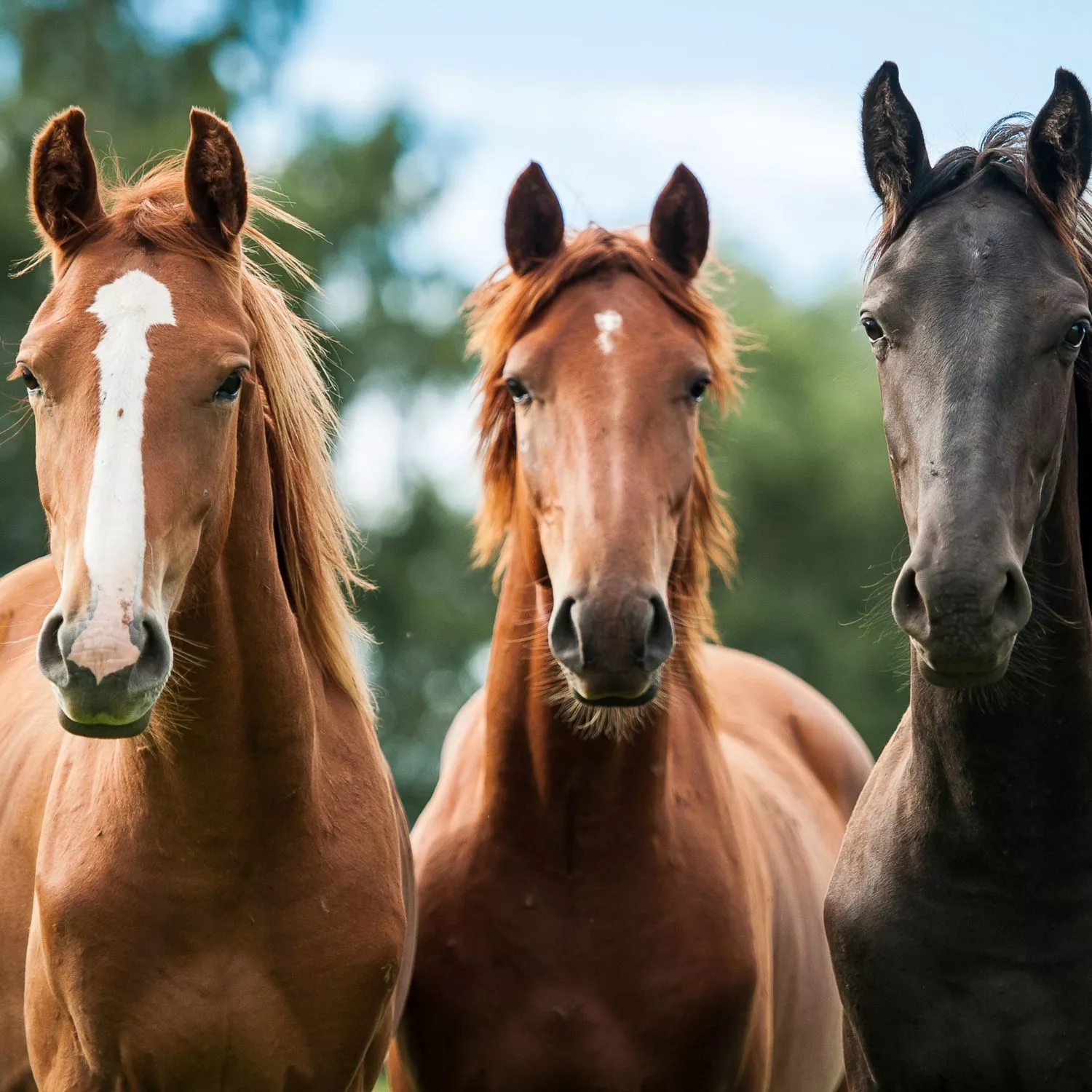 ¿Los caballos tienen personalidad?