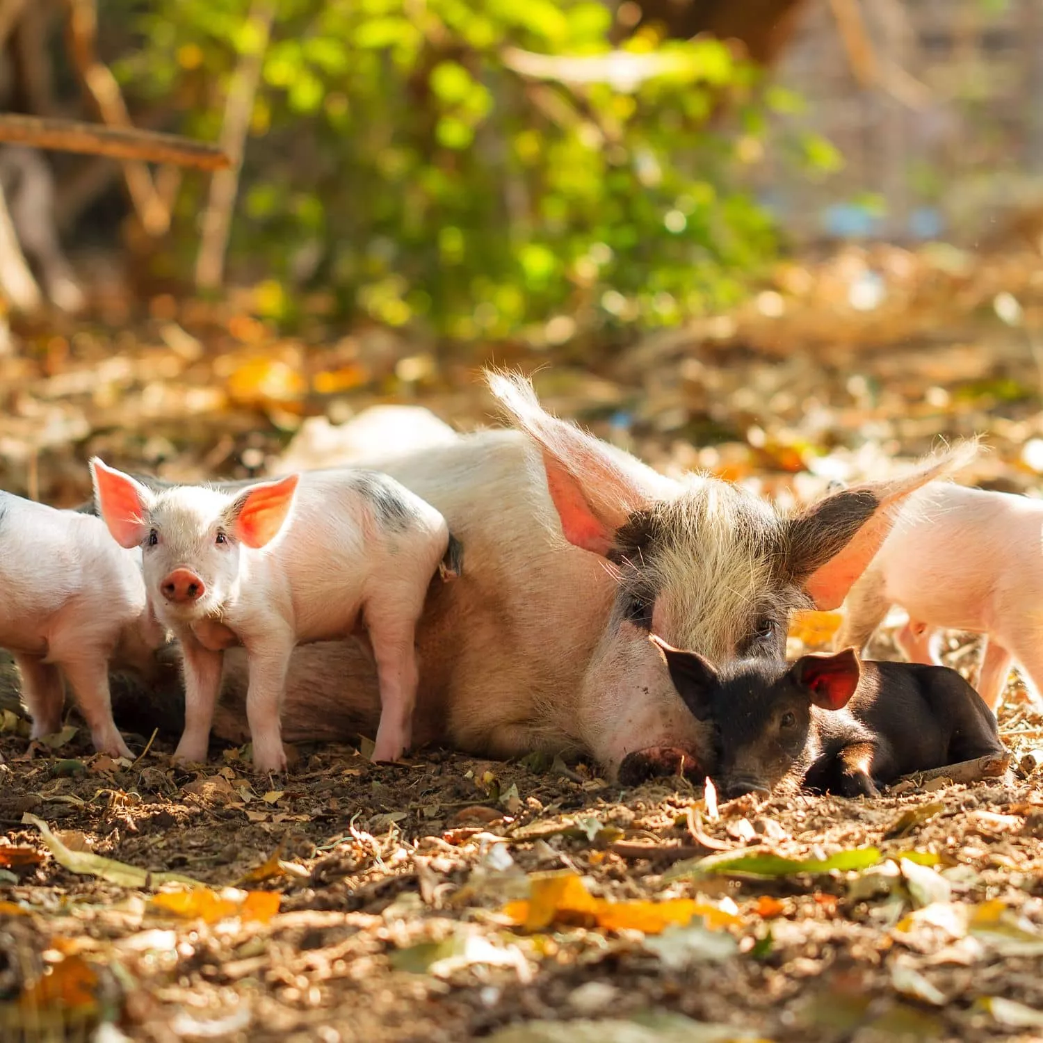 Cerdos: 3 cosas que te harán verlos de otra manera