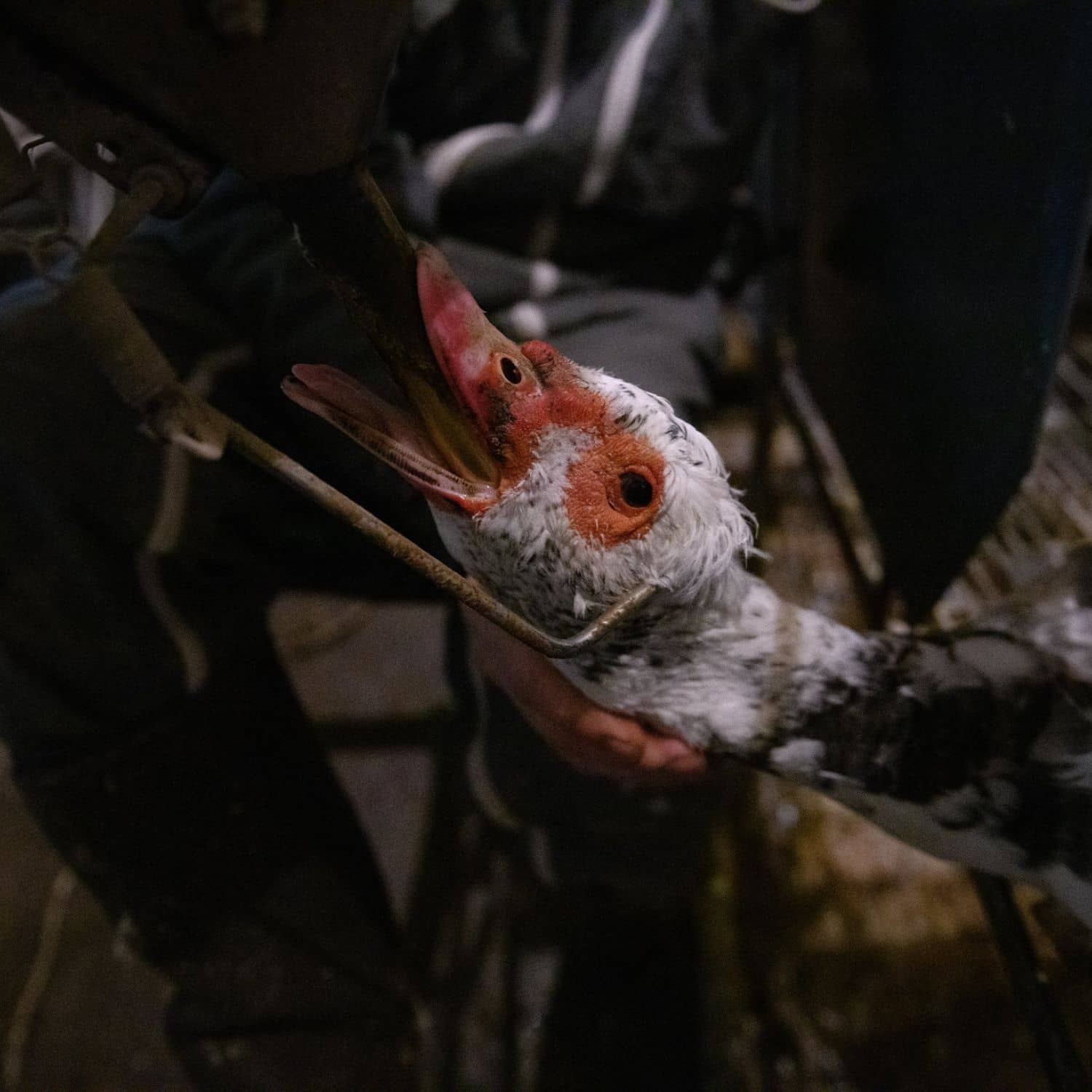 Un pato blanco con el pico rojo es alimentado a la fuerza para producir foie gras con un tubo que le han introducido en su garganta.