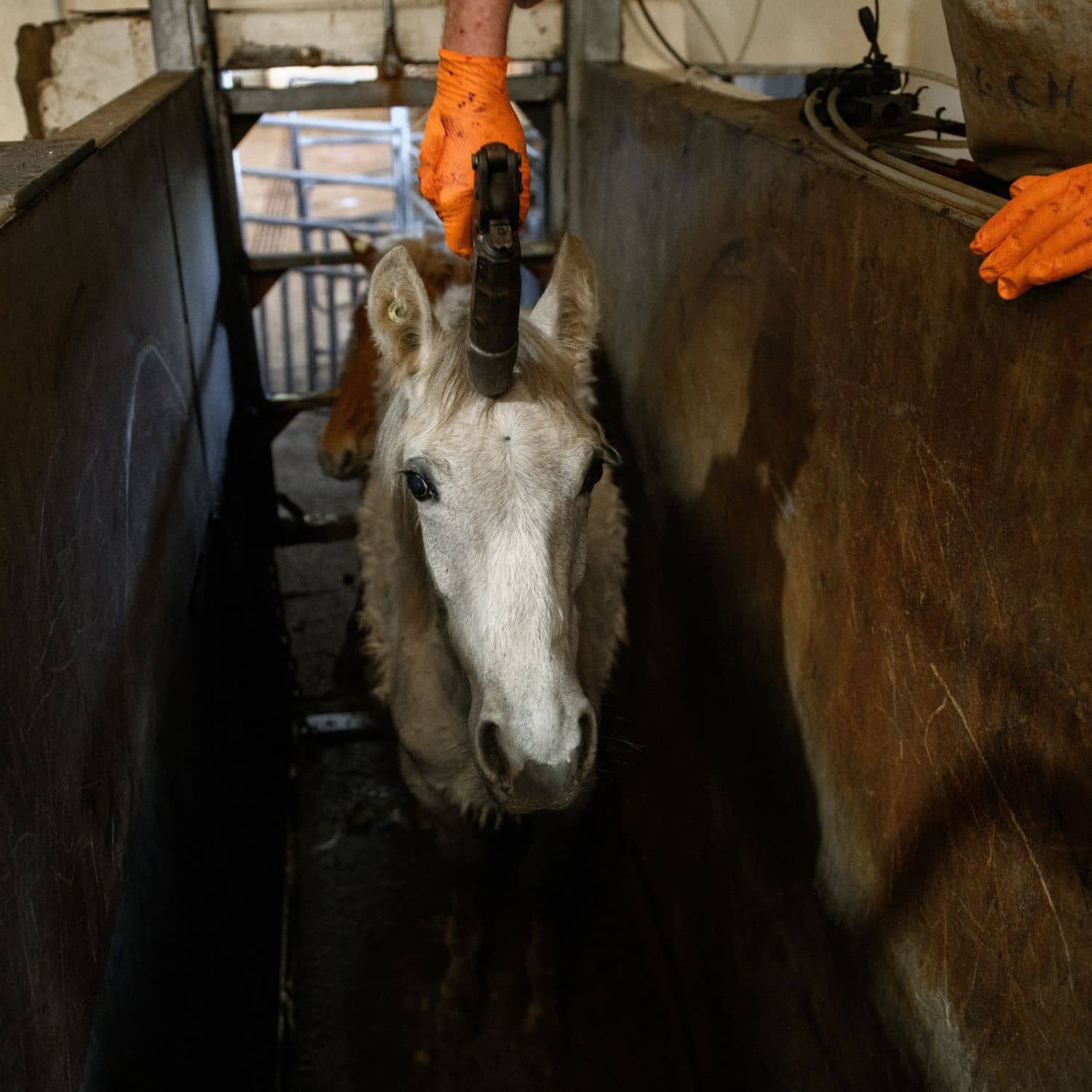 Un caballo blanco es apuntado con un pistola de perno por un operario para aturdirlo antes del sacrificio.