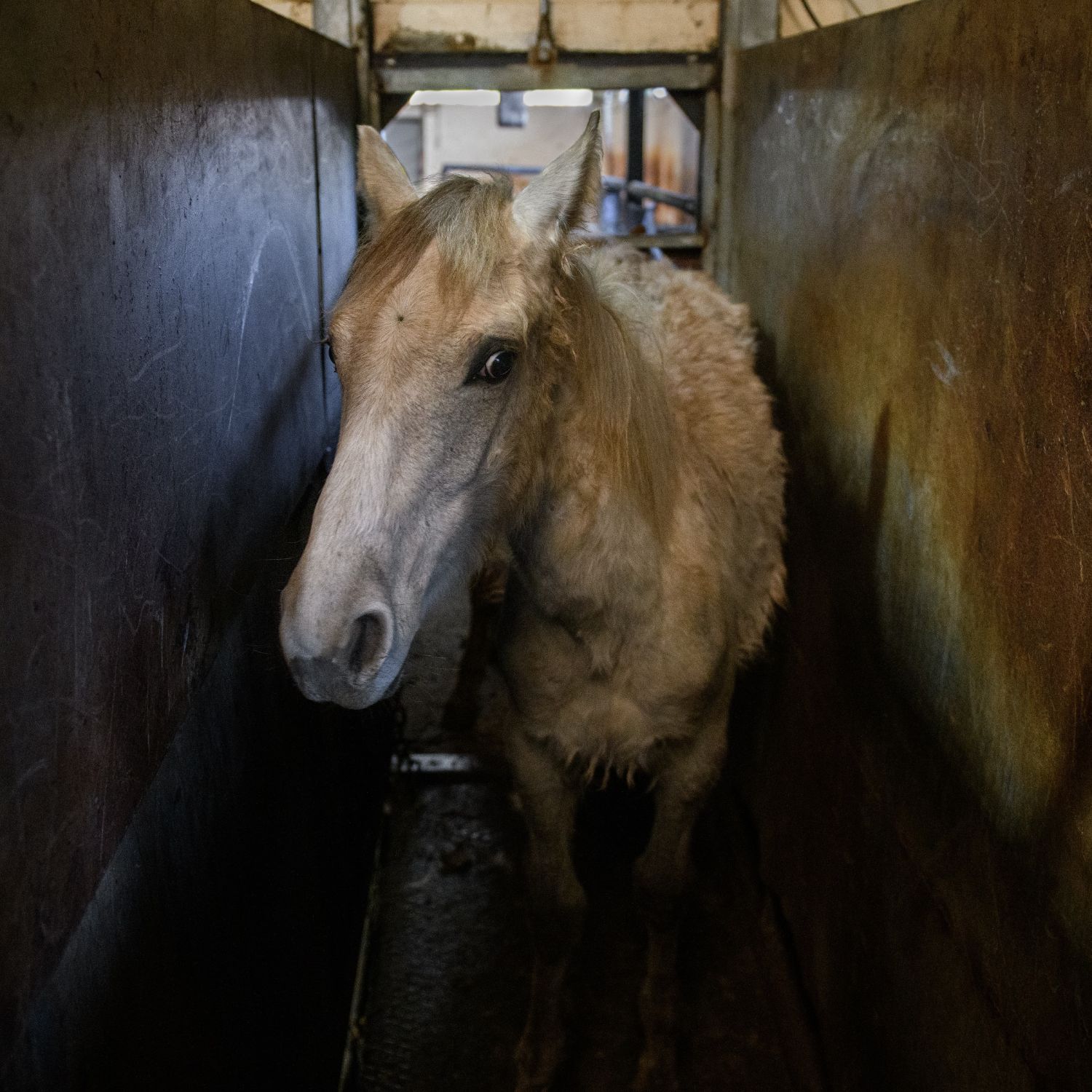 Un caballo blanco mira hacia la cámara con ojos llenos de miedo mientras permanece de pie en la zona de sacrificio del matadero.