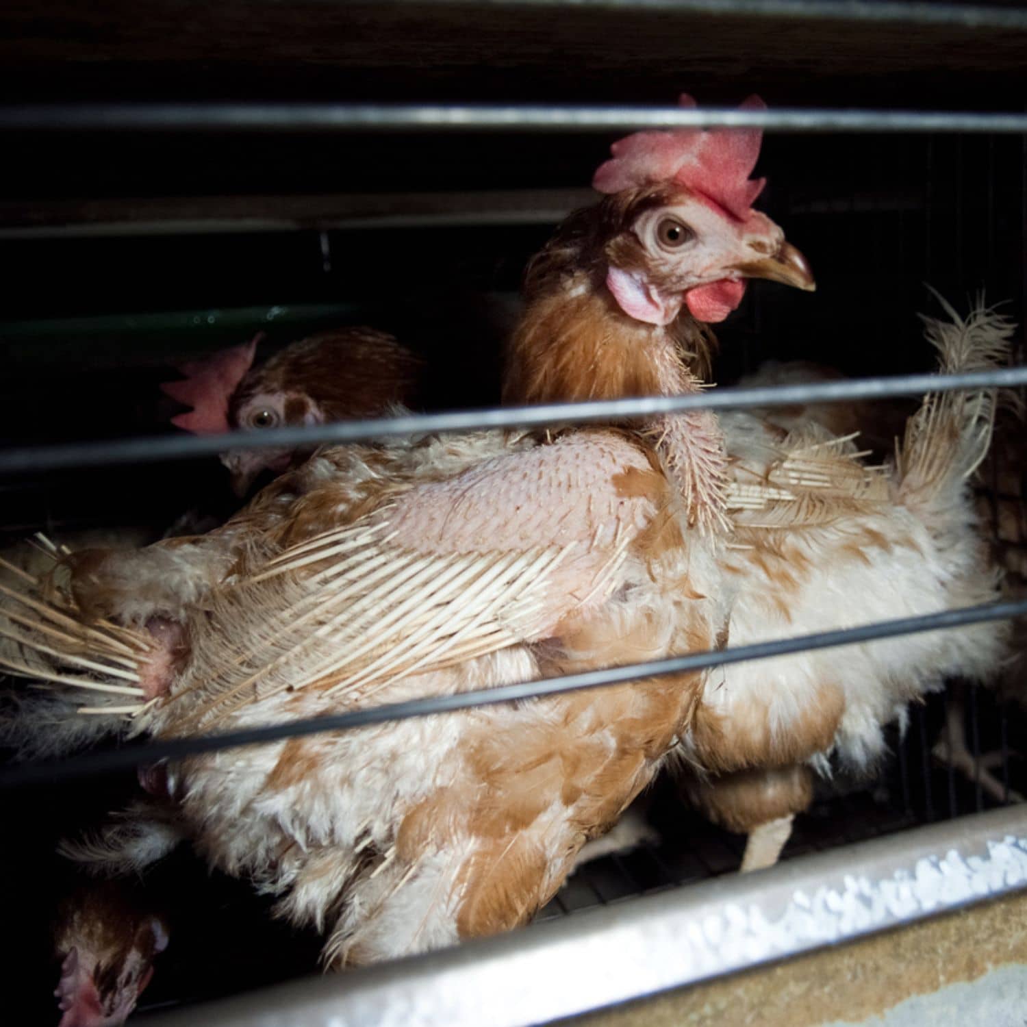 Gallina encerrada en una jaula con mirada triste ve hacia el exterior de la jaula.