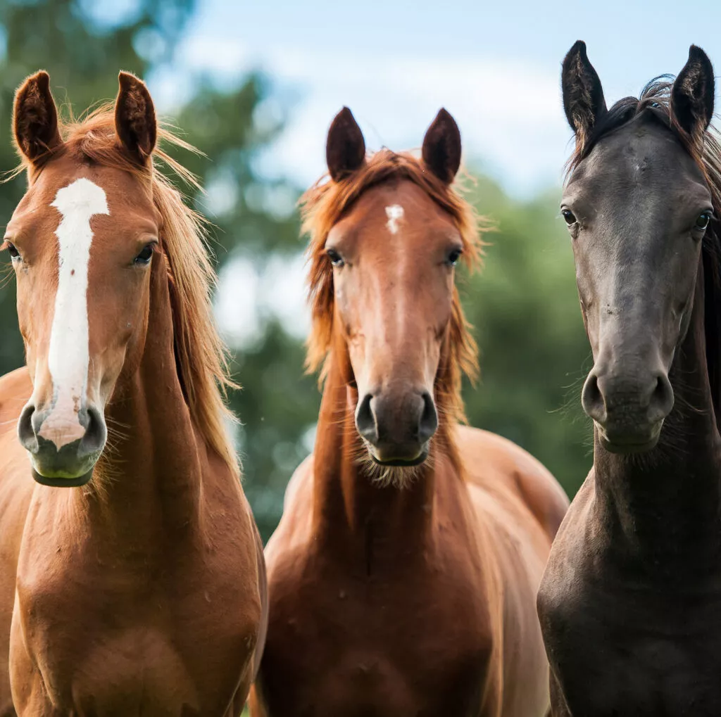Tres caballos color marrón en libertad, uno a lado del otro, miran de frente a la cámara.
