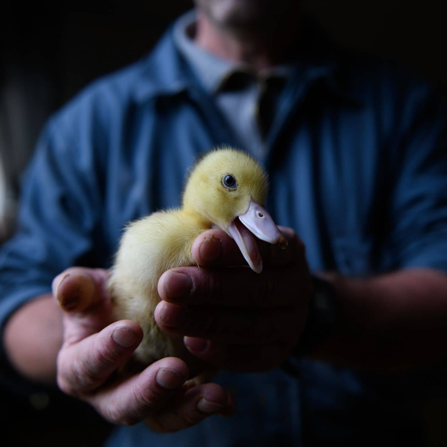 Un operario de una granja de producción de foie gras sostiene entre sus manos a un patito amarillo que mira a la cámara.