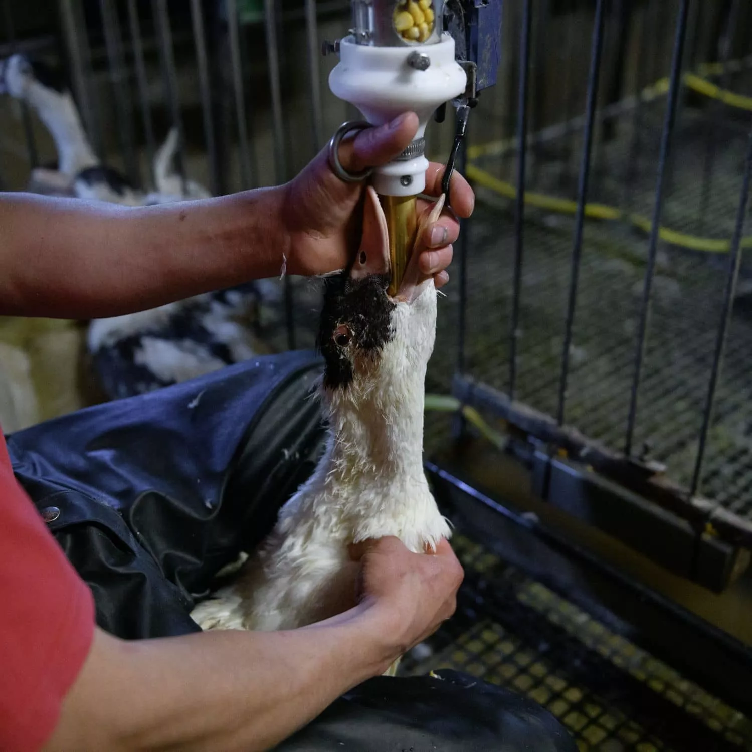 Stop Alimentación Forzada en foie gras 11
