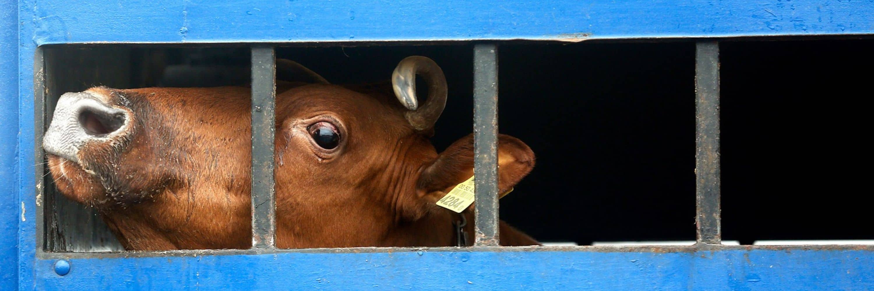 Una vaca marrón asoma el hocico a través de los barrotes del barco donde es transportada.