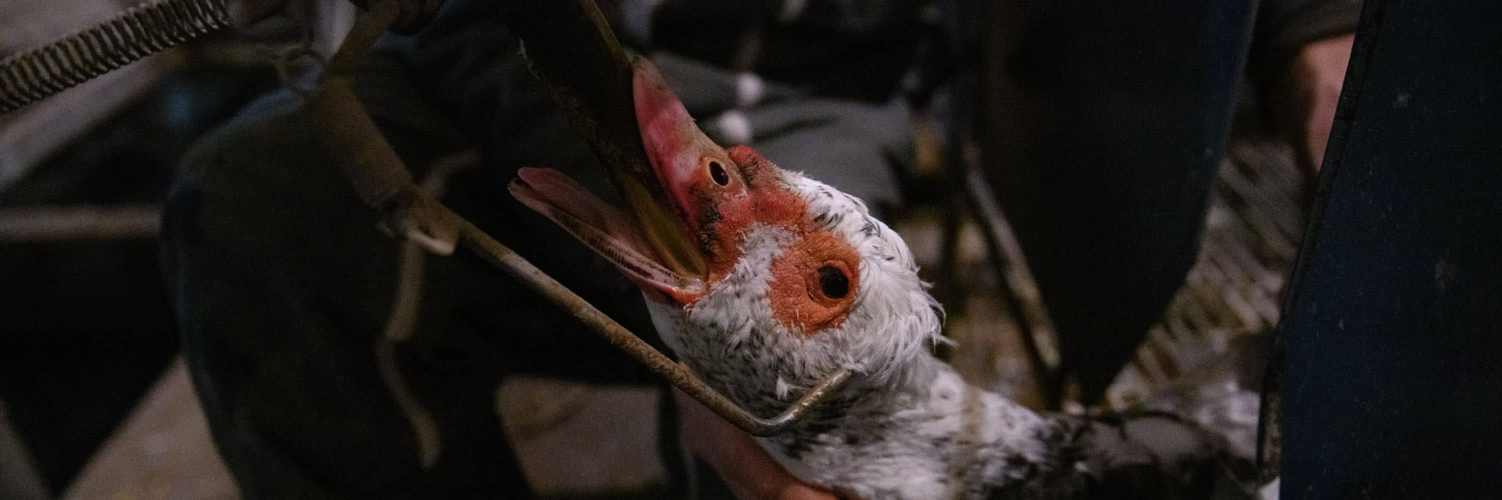 Un pato blanco con el pico rojo es alimentado a la fuerza para producir foie gras con un tubo que le han introducido en su garganta.