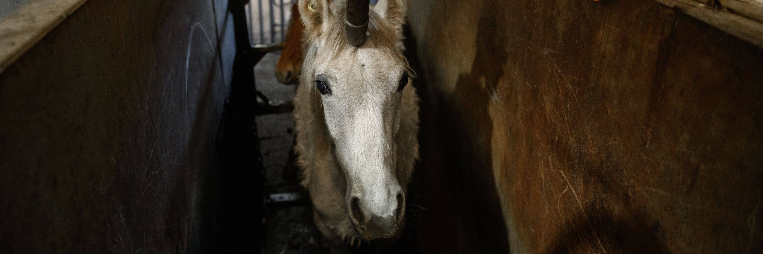 Un caballo blanco es apuntado con un pistola de perno por un operario para aturdirlo antes del sacrificio.