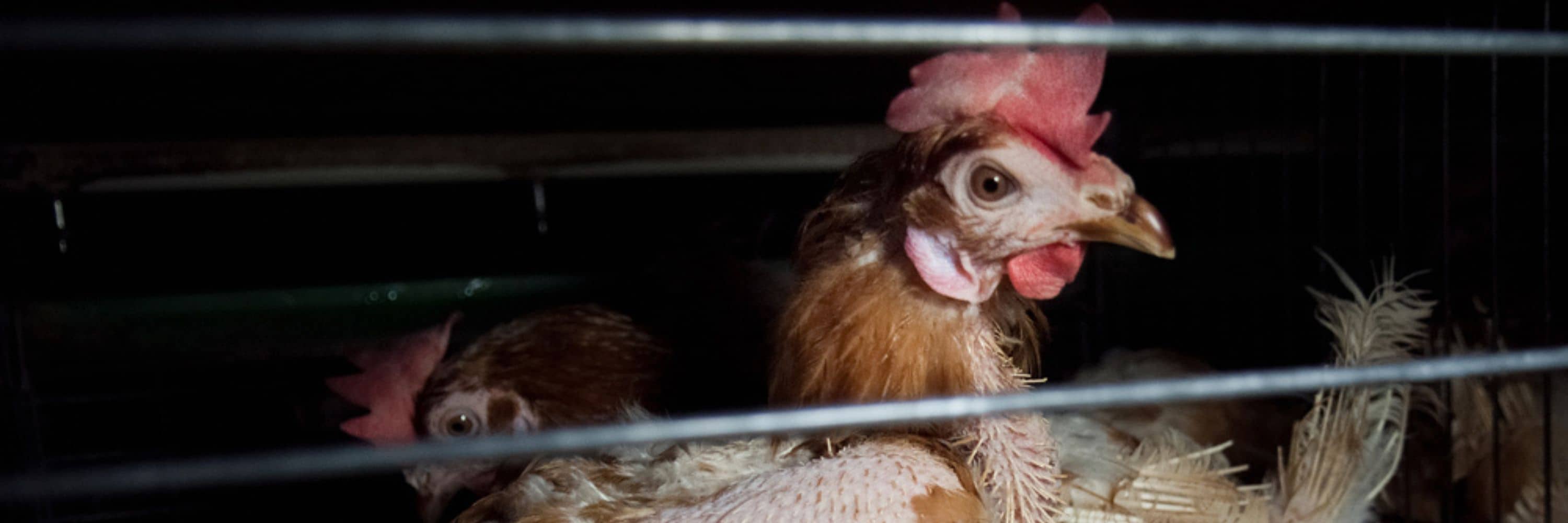 Gallina encerrada en una jaula con mirada triste ve hacia el exterior de la jaula.