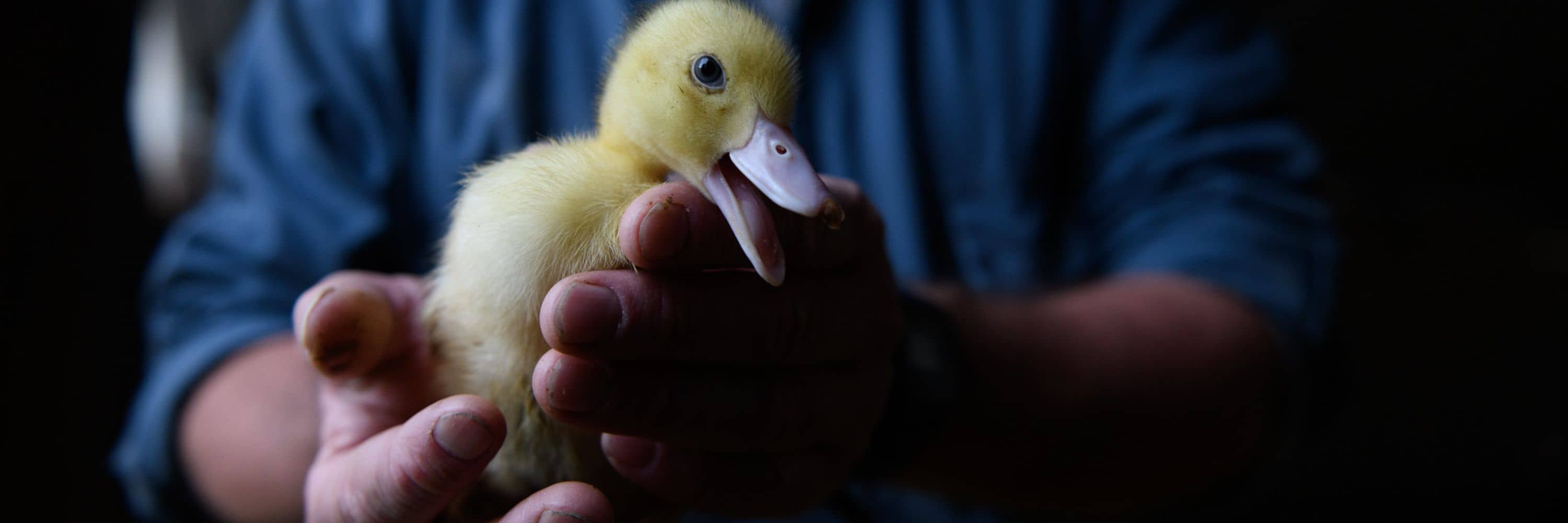 Un operario de una granja de producción de foie gras sostiene entre sus manos a un patito amarillo que mira a la cámara.