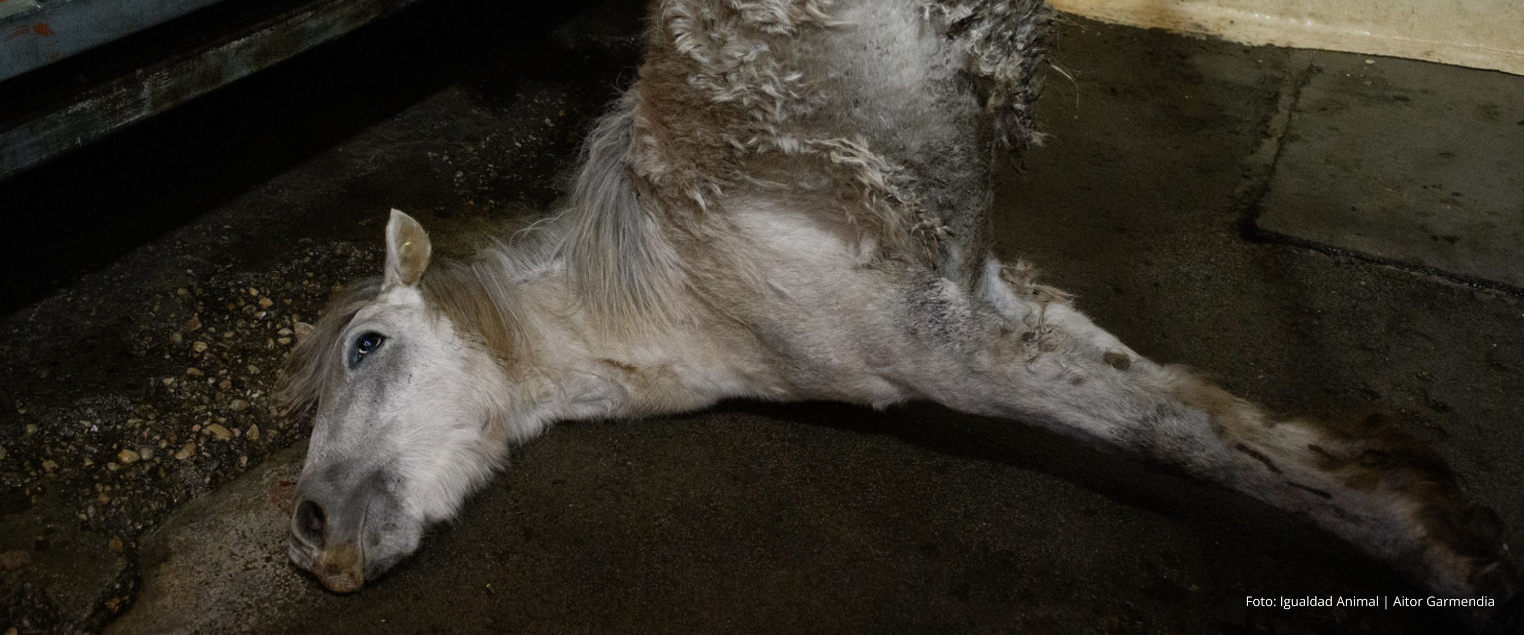 Caballo blanco colgado de una pata trasera después de ser aturdido en un oscuro matadero de caballos en España