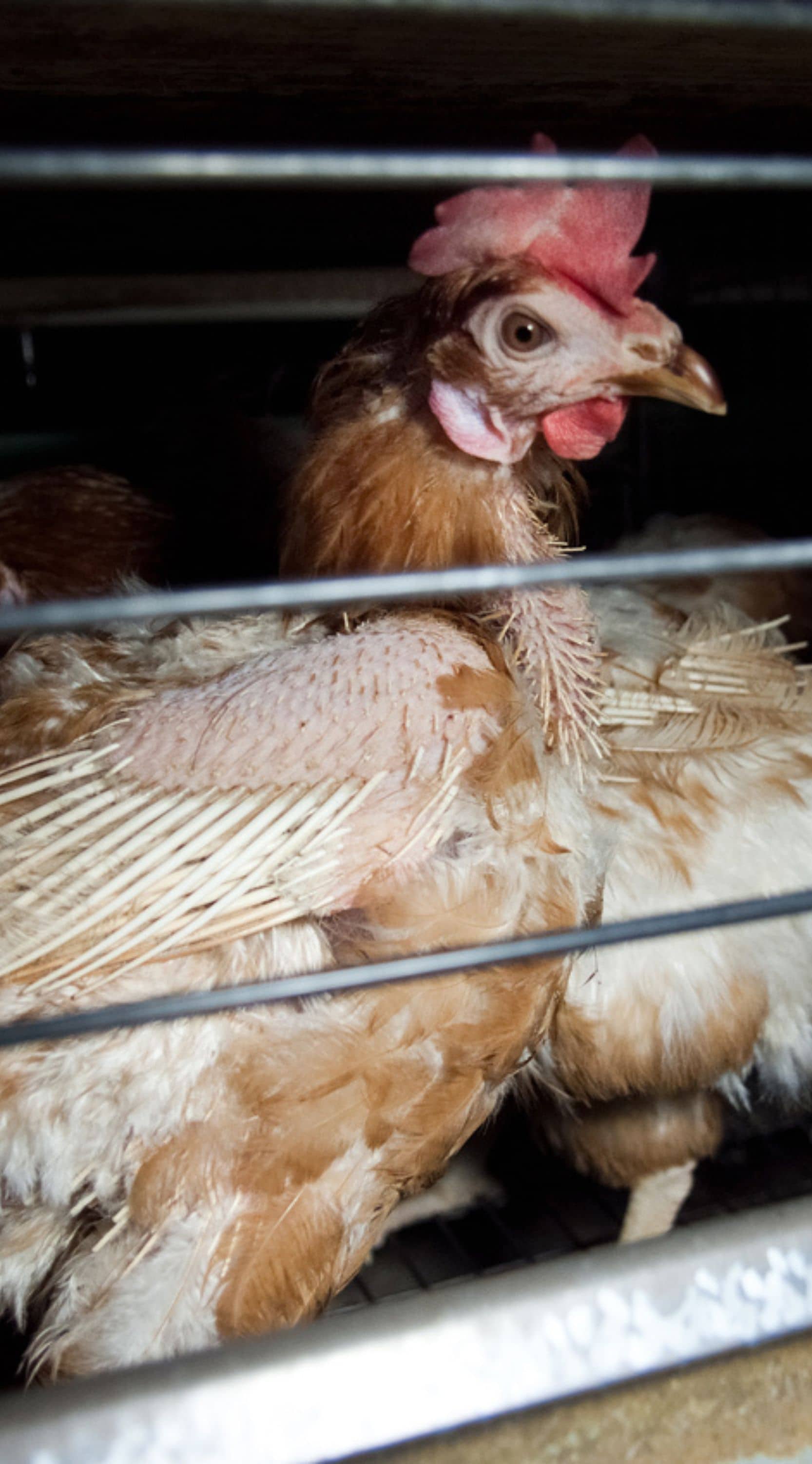 Gallina encerrada en una jaula con mirada triste ve hacia el exterior de la jaula.