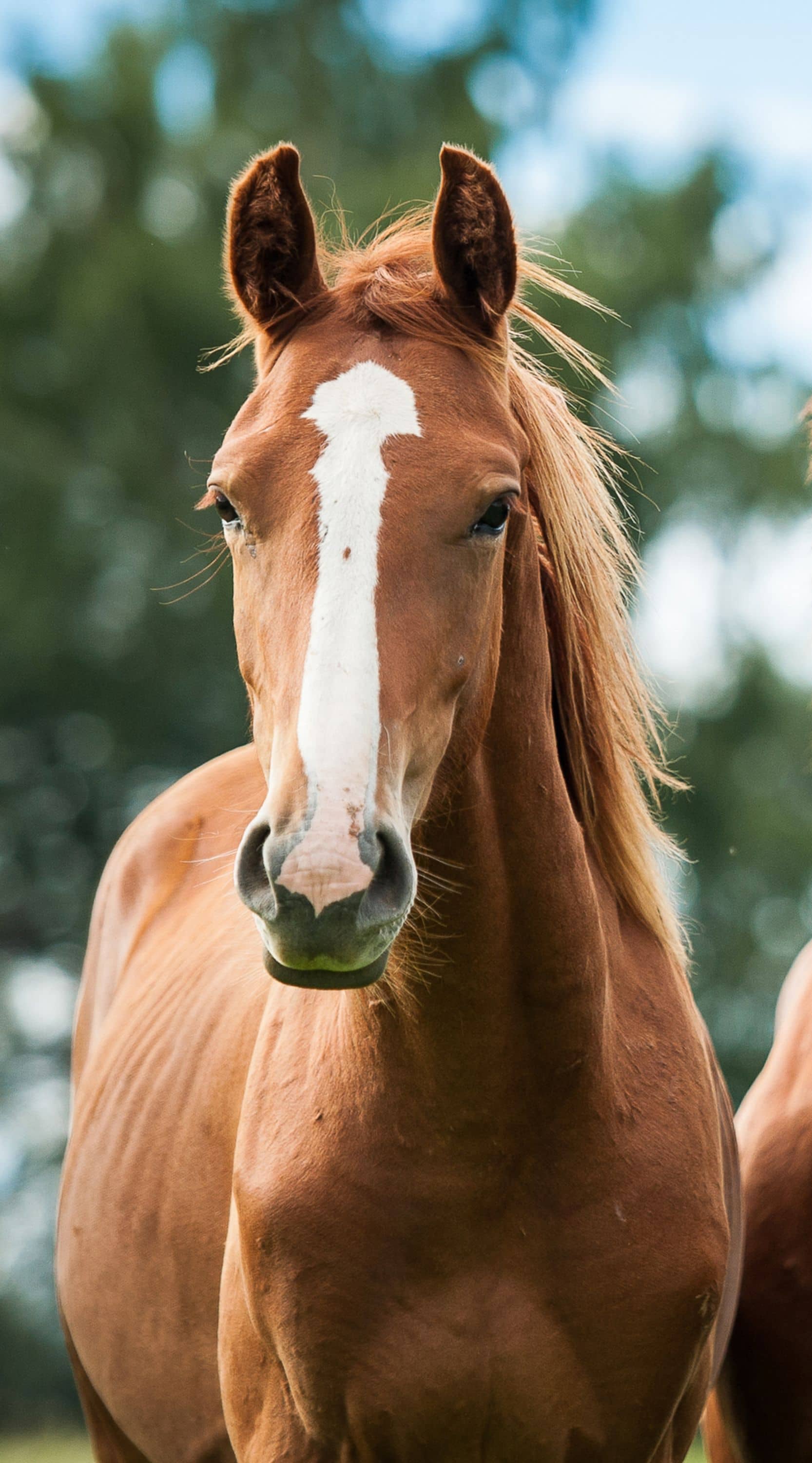 Un caballo color marrón en libertad mira de frente a la cámara.
