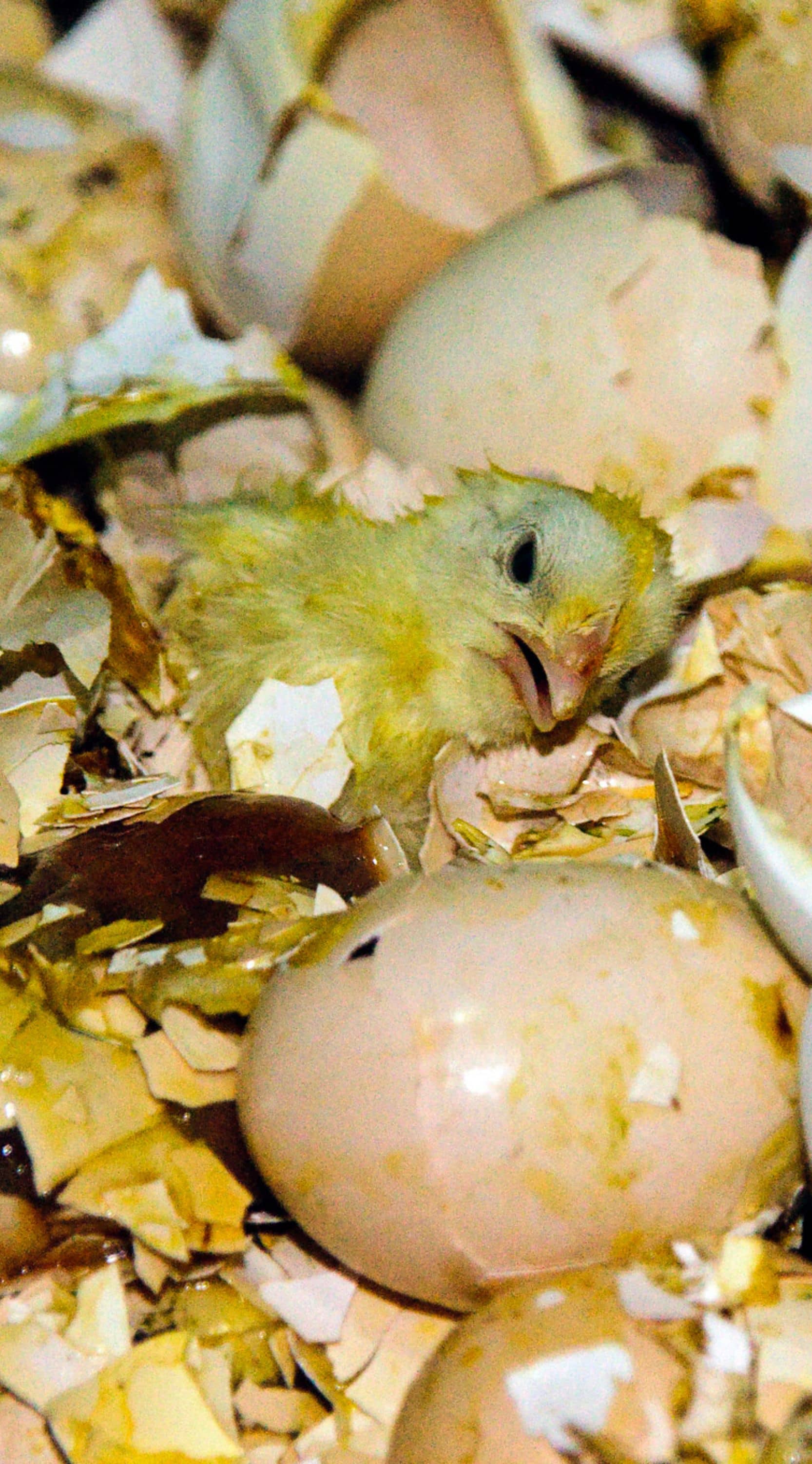 Un pollito agoniza dentro de un contenedor después de haber sido aplastado con un mazo.