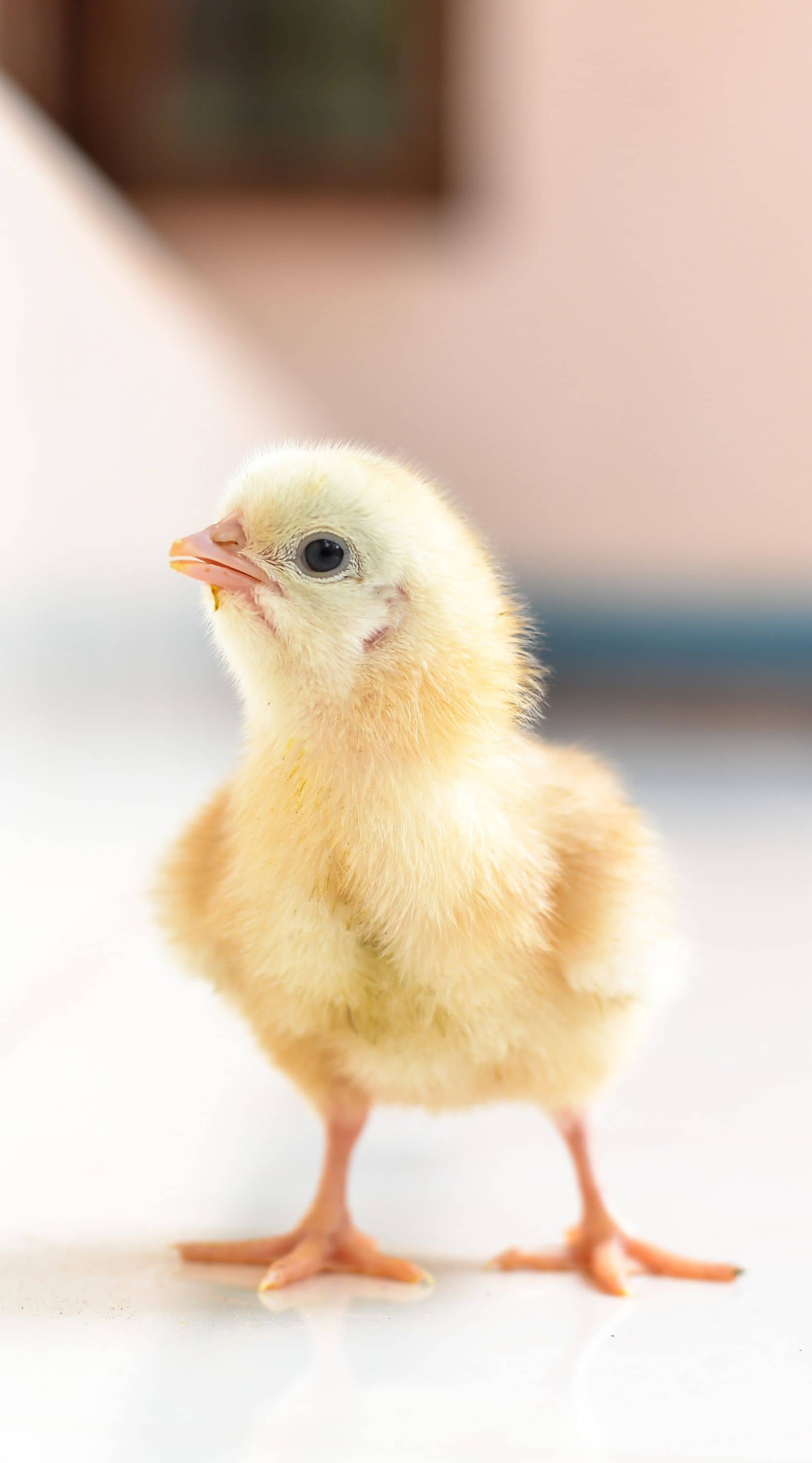 Un pollito amarillo que está de pie sobre una superficie blanca, mira hacia una pared que está a su derecha.