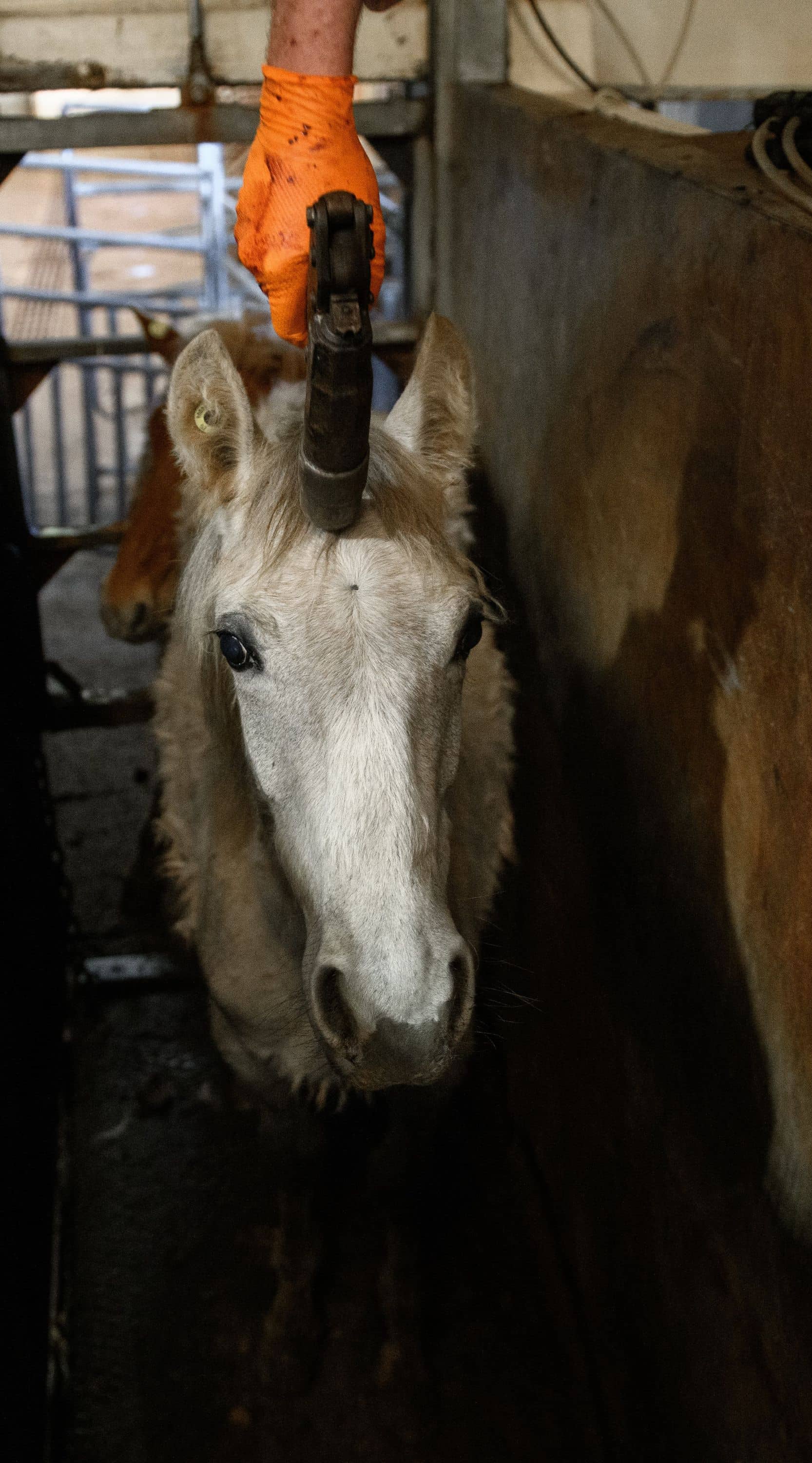 Un caballo blanco es apuntado con un pistola de perno por un operario para aturdirlo antes del sacrificio.