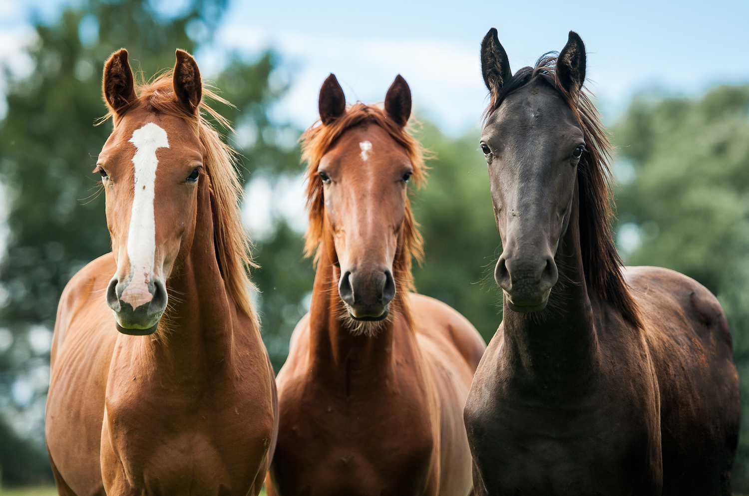 Tres caballos preciosos miran a cámara con las orejas levantadas. Están en la naturaleza. 