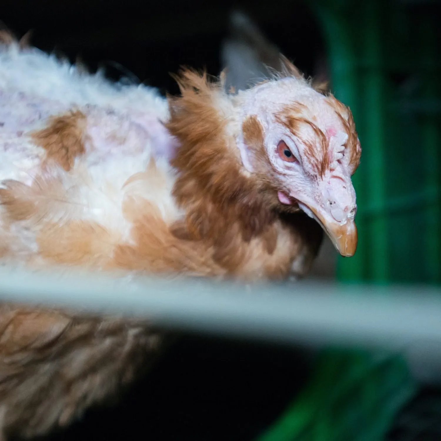 Escribe a las empresas 6 Gallina marrón en jaula que ha perdido las plumas en la cabeza y lomo y se ve muy maltratada, durante una investigación de Igualdad Animal dentro de una granja industrial de huevos en España.