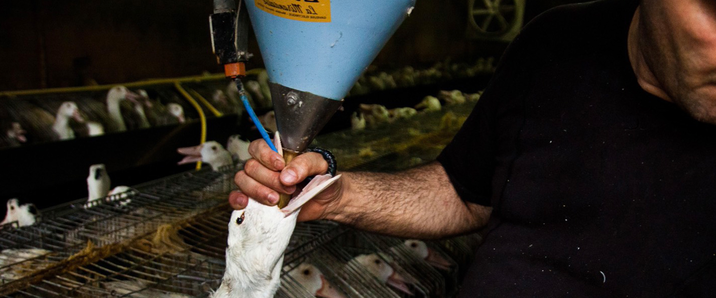 Pato en granja de foie gras es alimentado a la fuerza