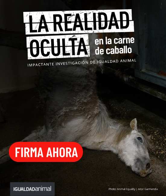 Caballo colgado listo para ser degollado. Esa es parte de la realidad oculta de la carne de caballo de Igualdad Animal, firma para prohibirlo.