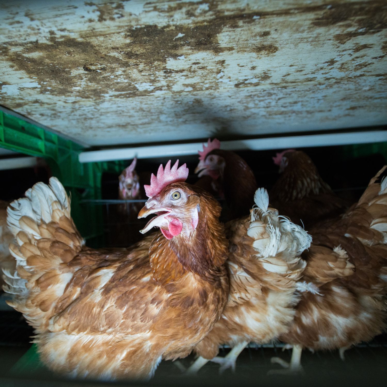 Gallinas enjauladas España