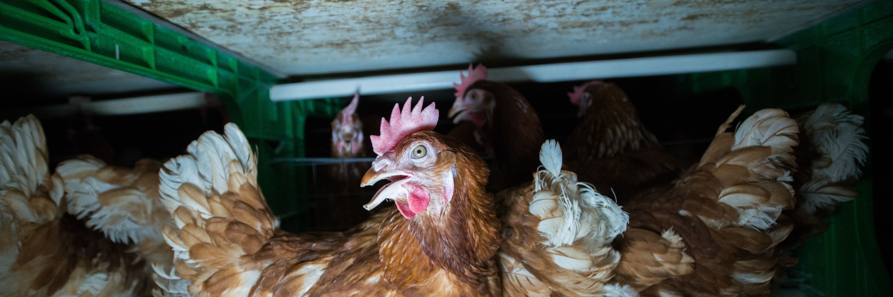 Gallinas enjauladas España