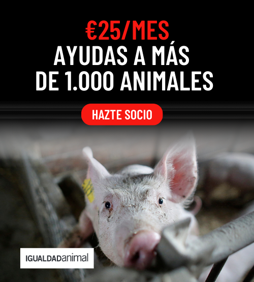 Banner con cerdo en explotación porcina. Las letras dicen €25/MES AYUDAS A MÁS DE 1000 ANIMALES