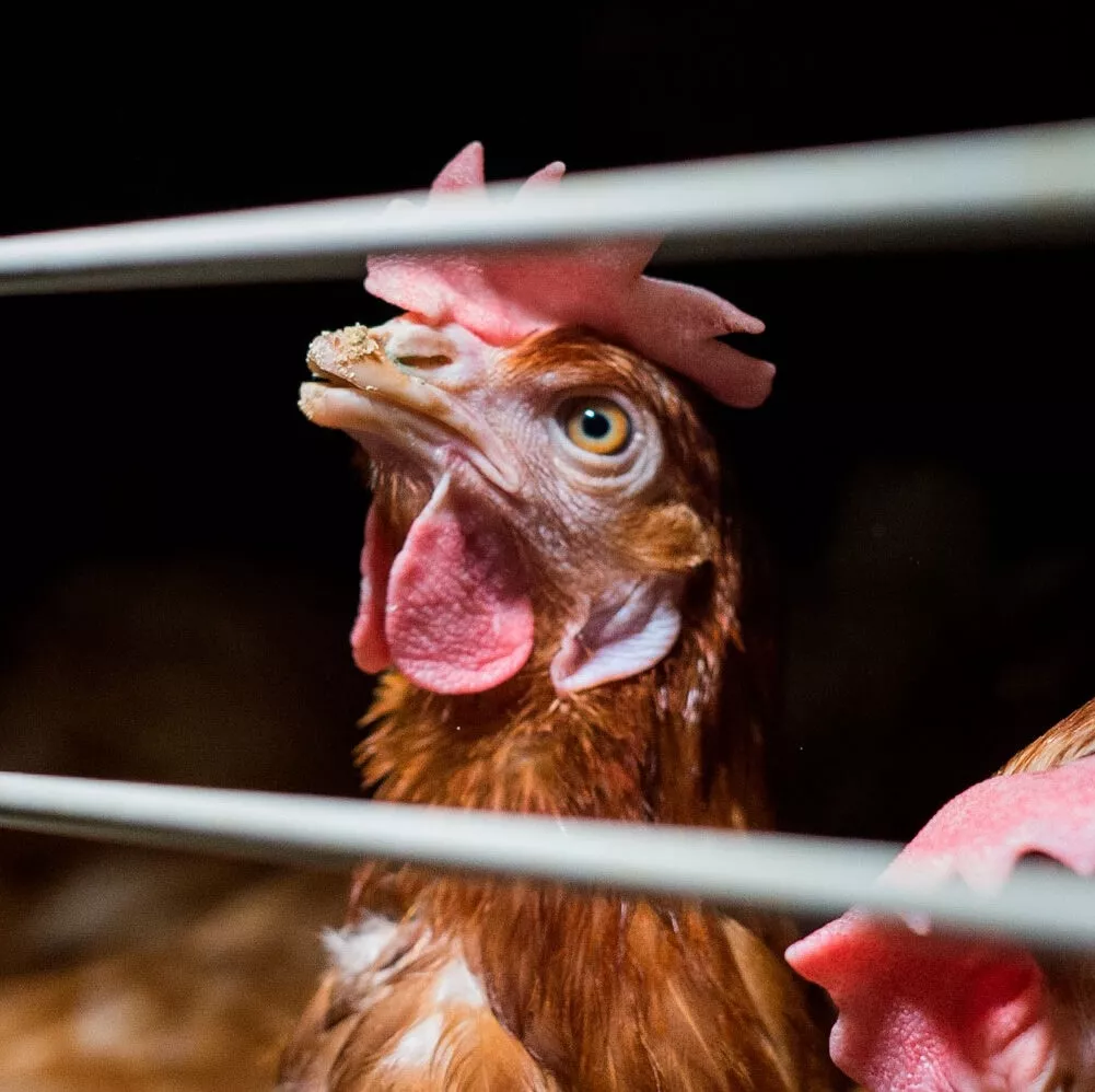 Gallina enjaulada en la industria del huevo mirando a través de los barrotes