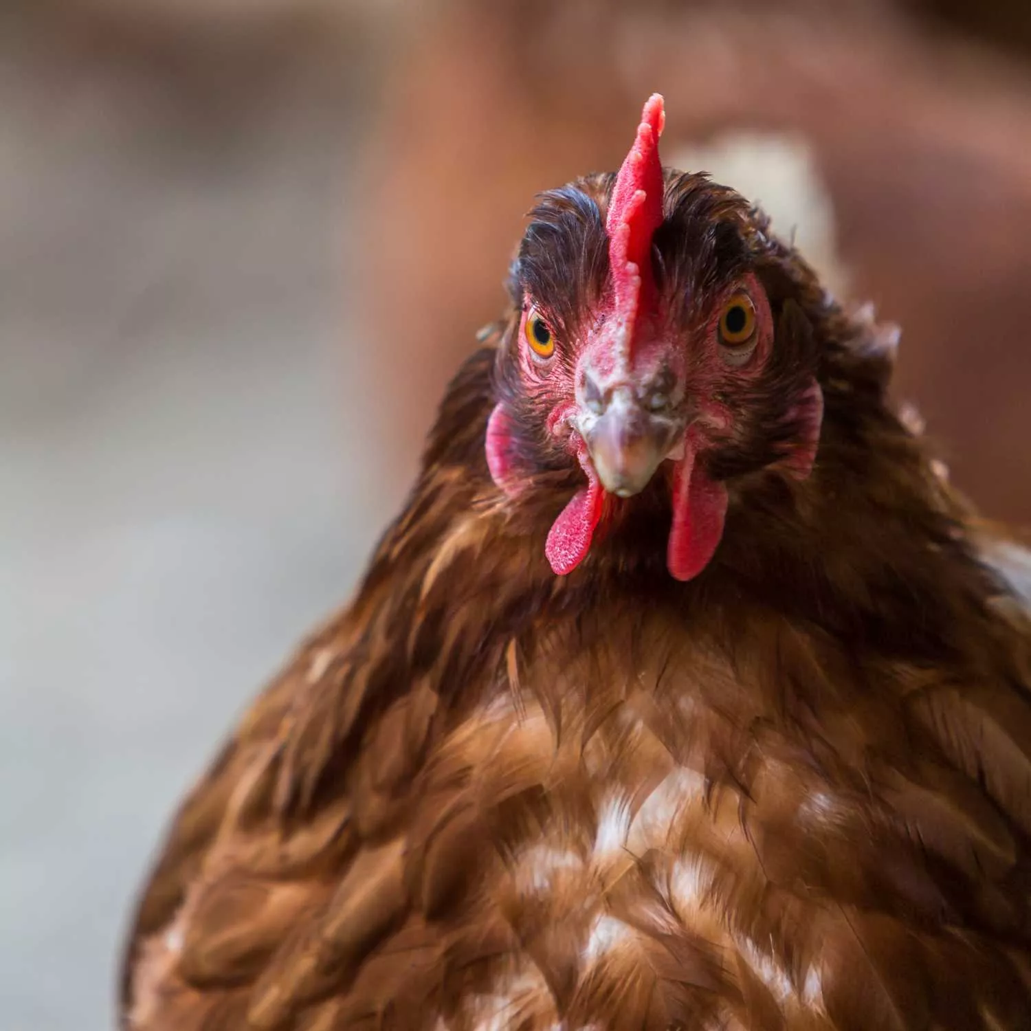 Nueva página de acciones para ayudar a las gallinas 