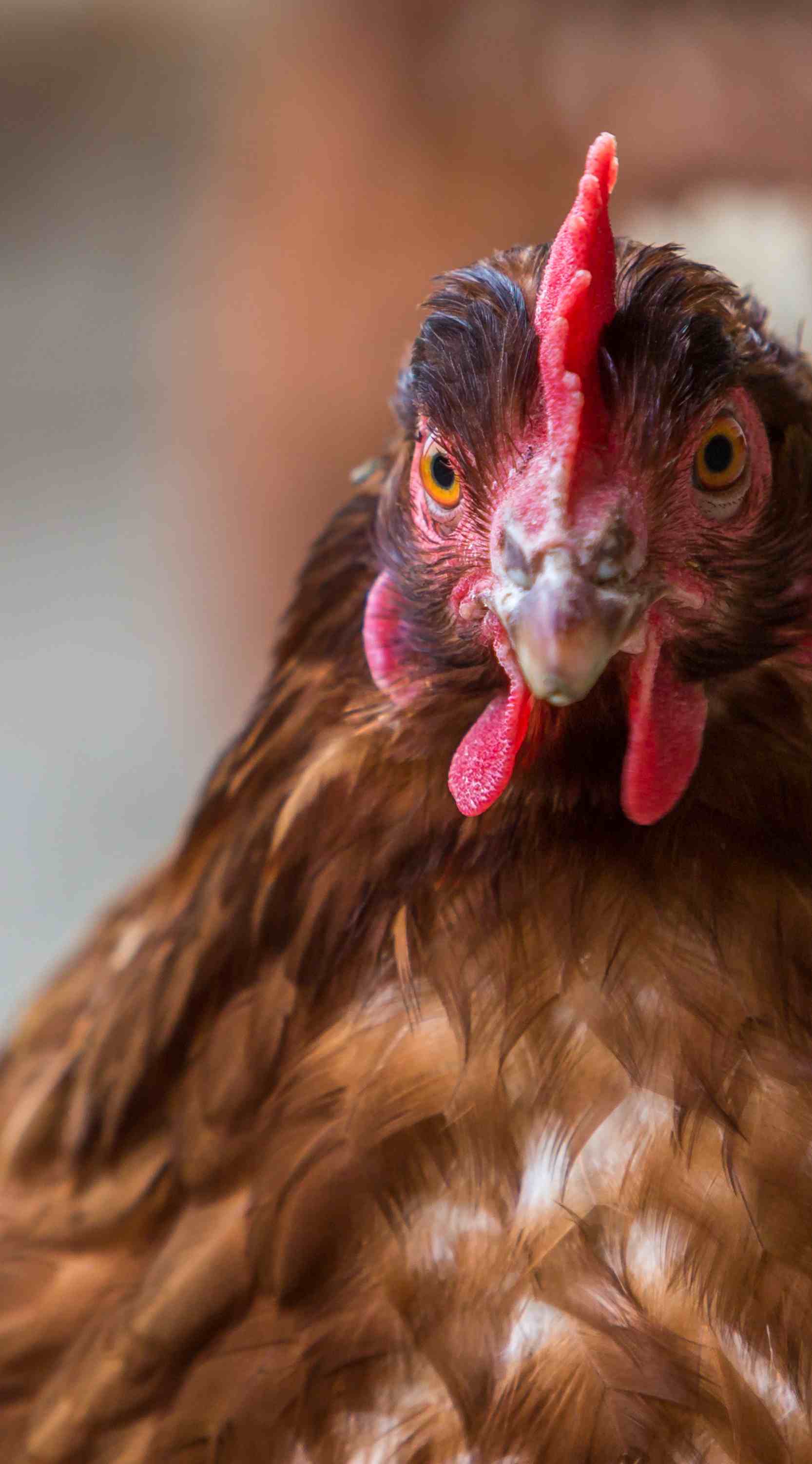 gallina